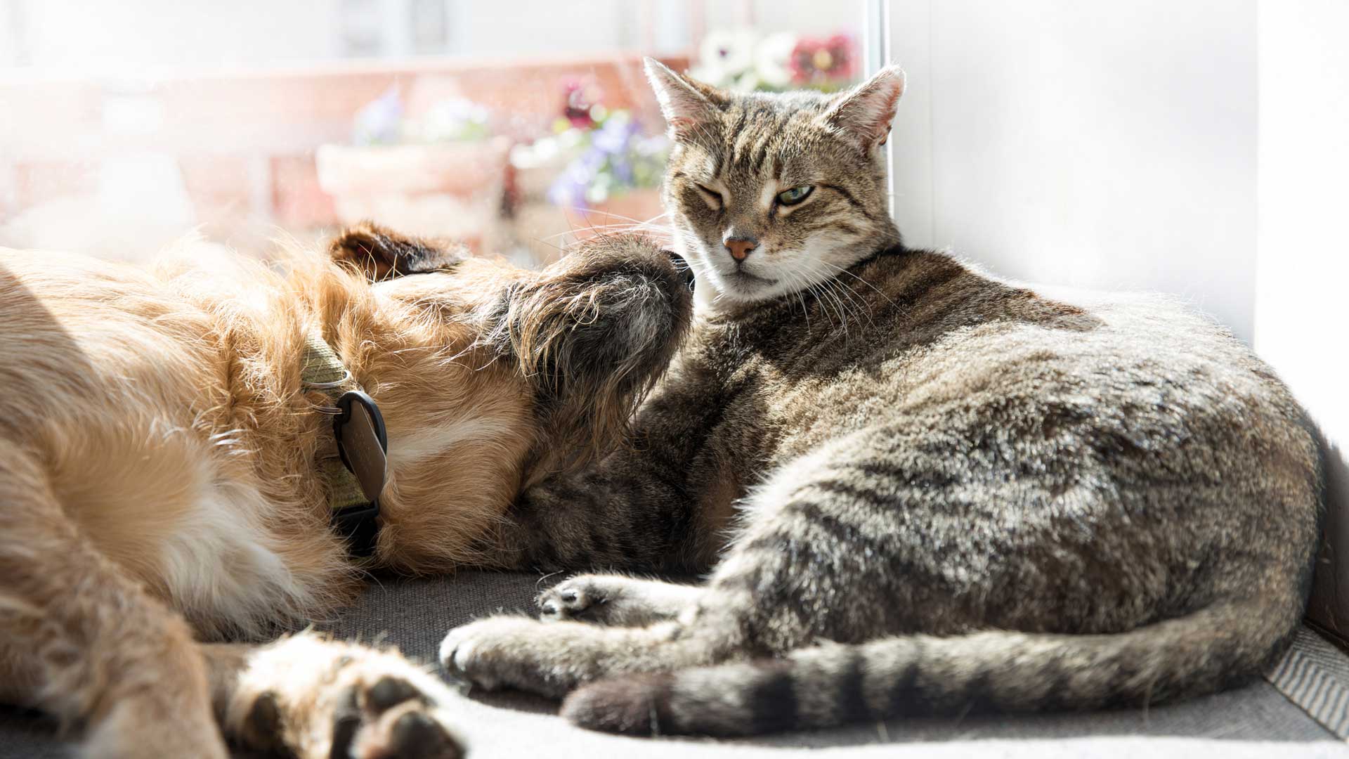 A brown dog and Tabby cat relaxing on the floor together