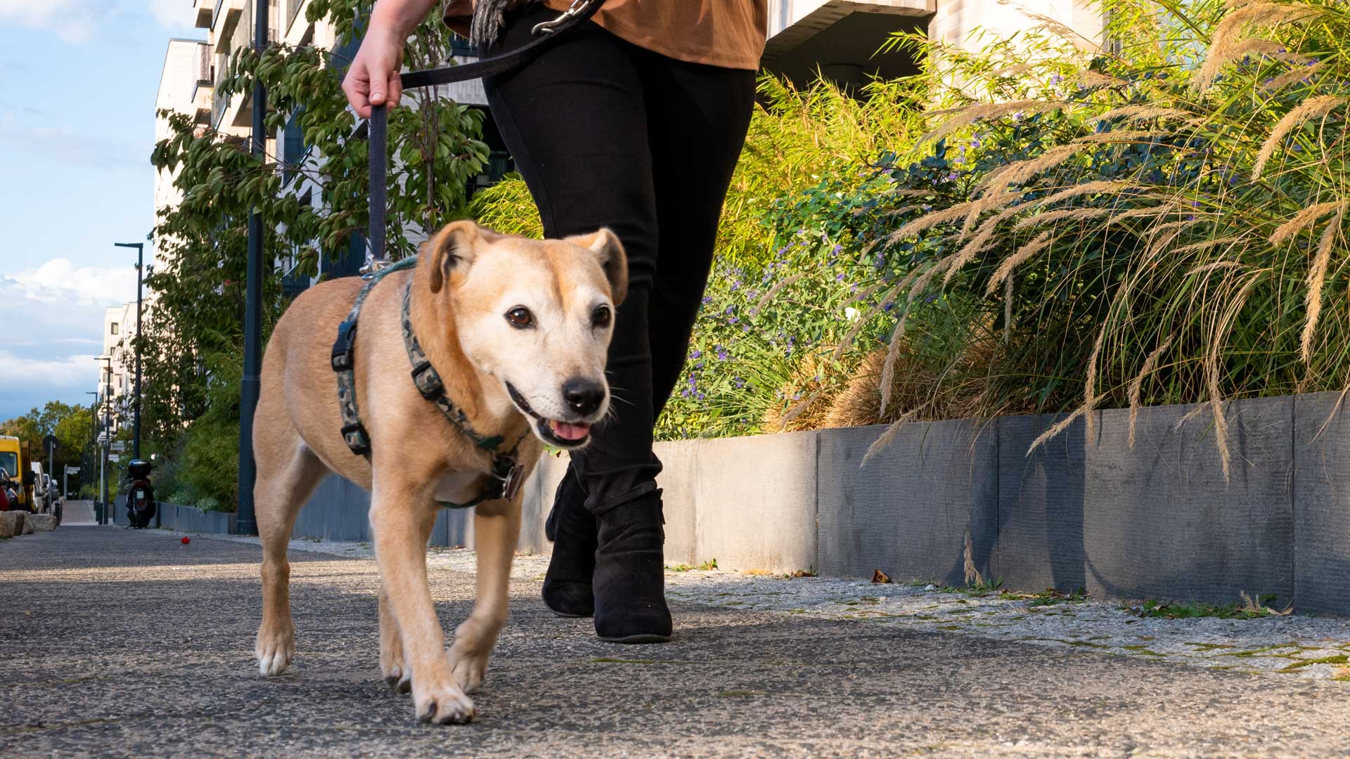 A senior dog goes for a walk with its owner on the street