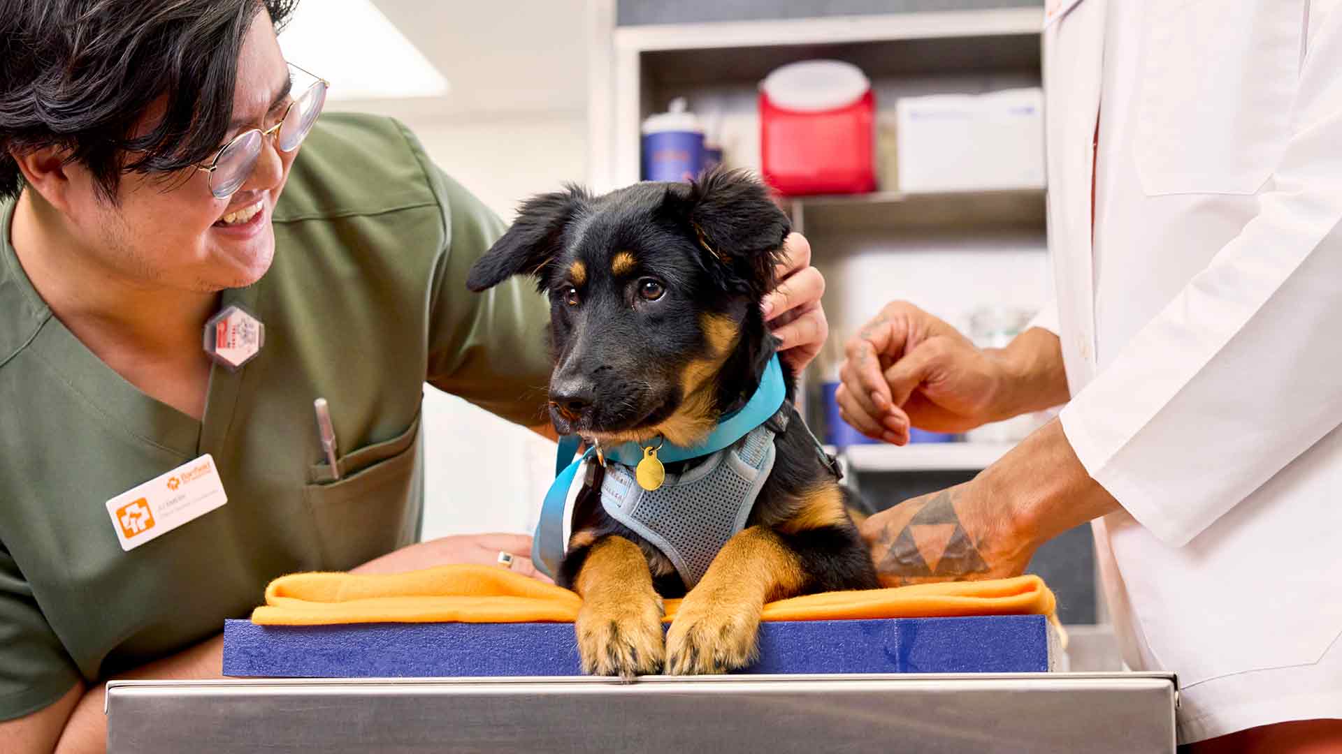 A veterinarian and vet tech comforting a Beauceron puppy in the exam room