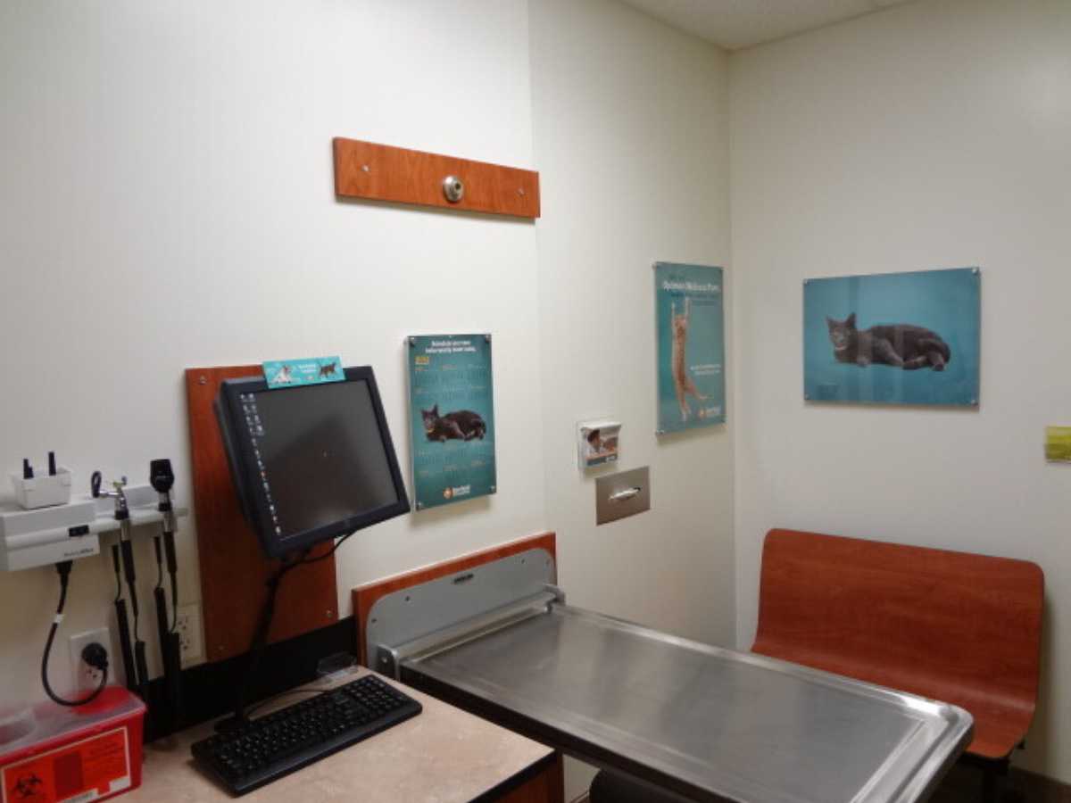 An alternate view of the Vernon Hills Banfield exam room and table