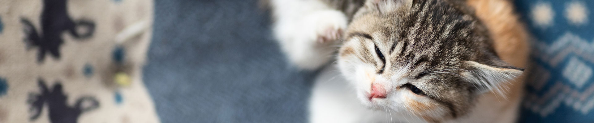 A kitten scratches itself while lying on a blanket