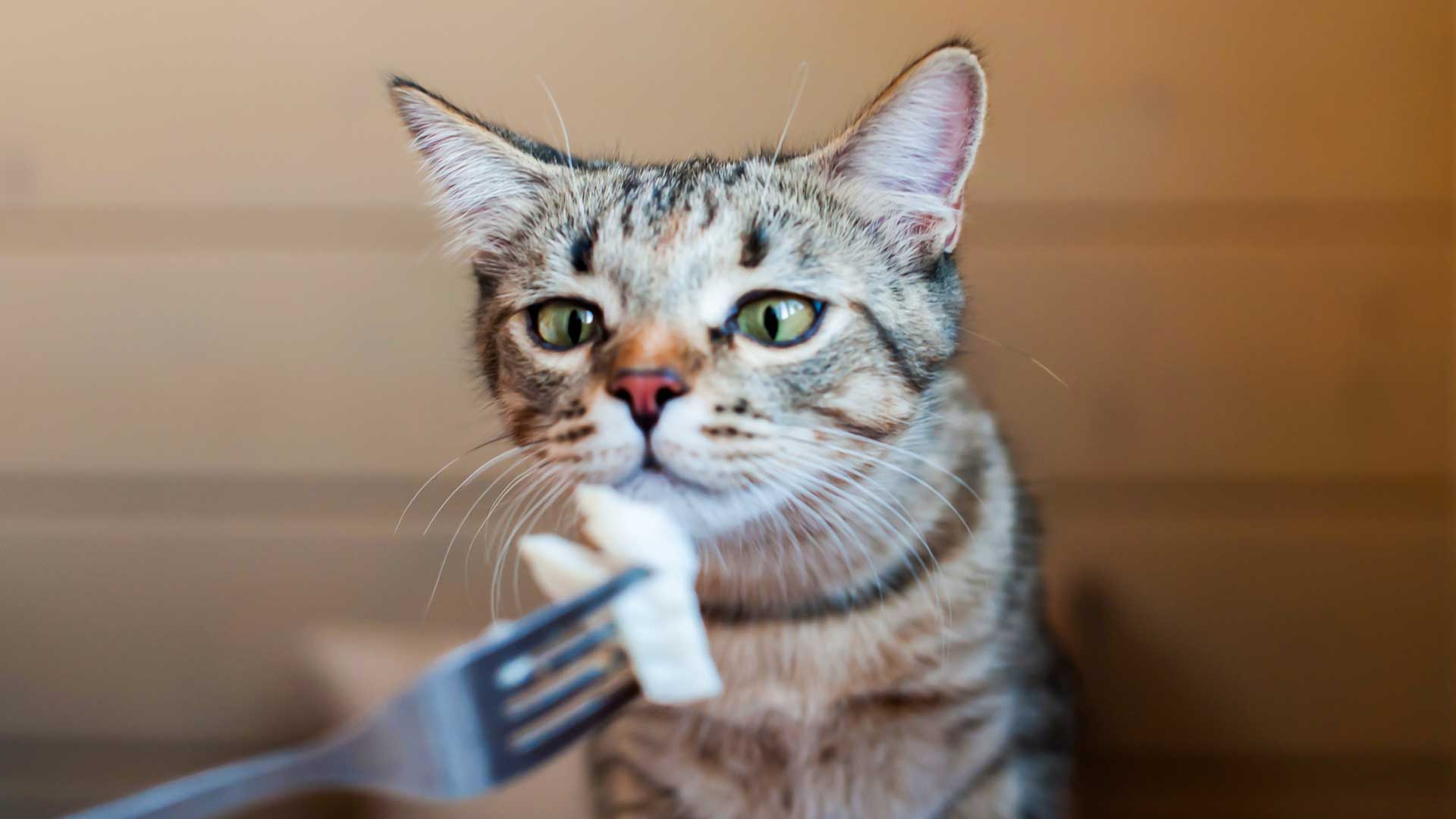A Tabby cat looks at food on a fork
