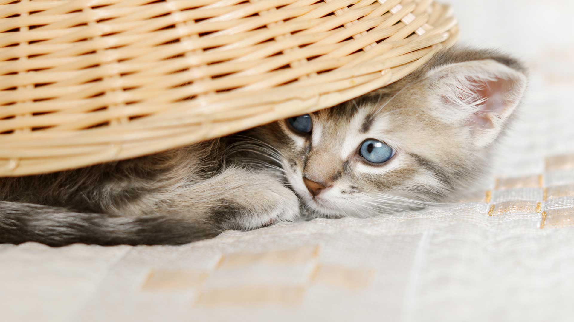 A blue-eyed gray kitten hides under a basket