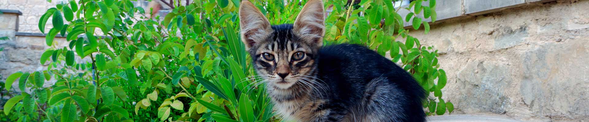 A black and brown kitten sitting by a stone wall