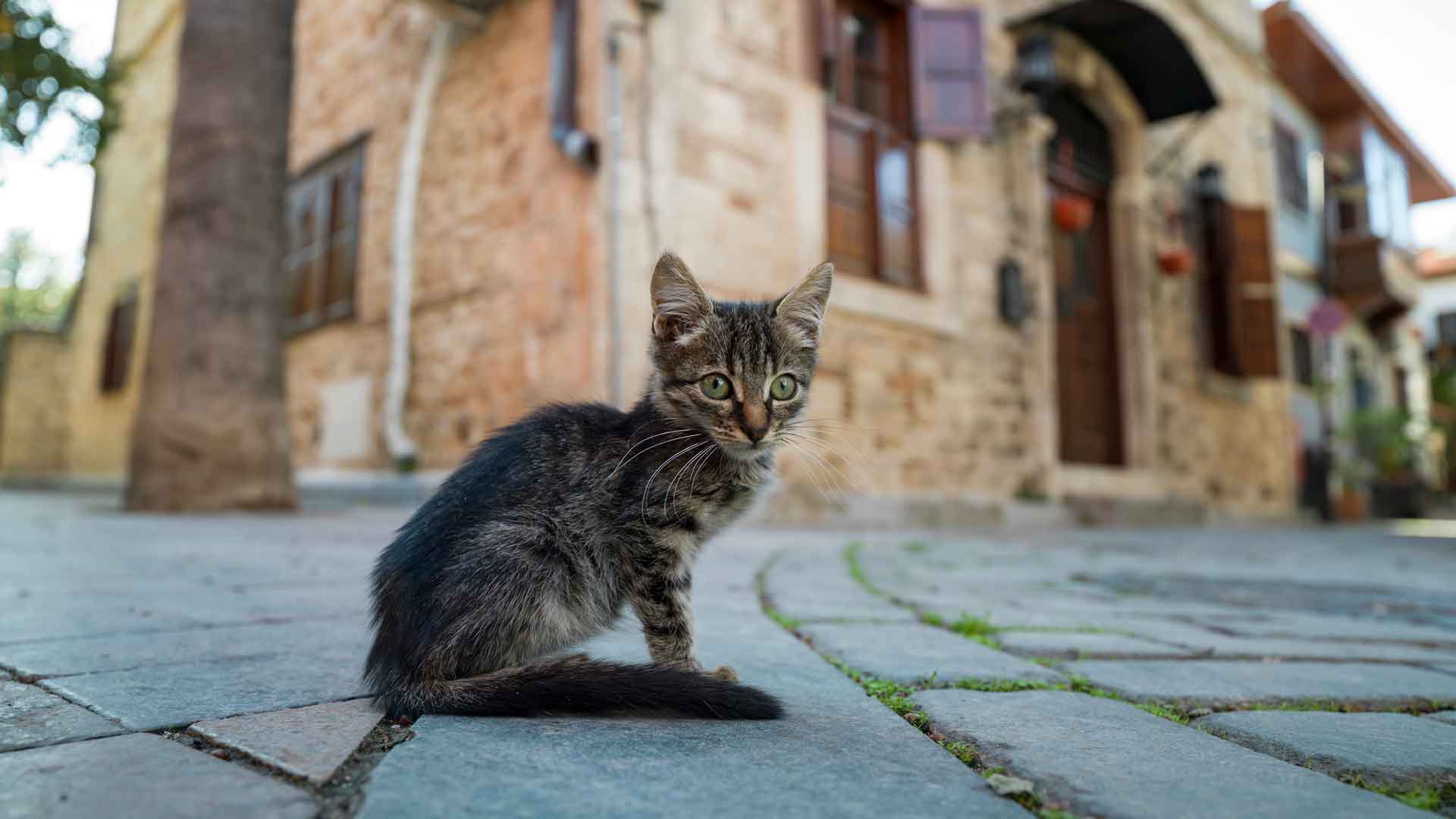 A baby Tabby kitten sitting on a cobblestone street