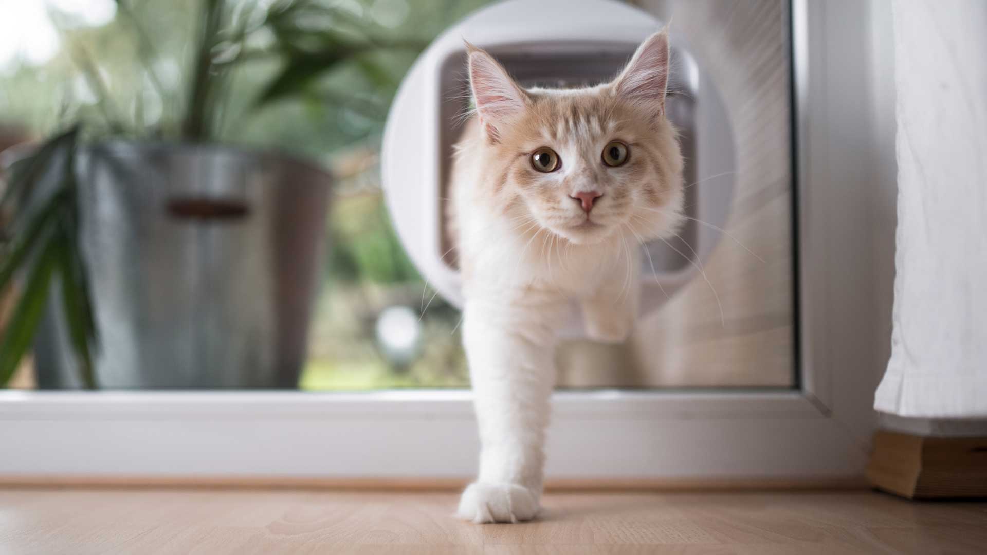 A white Maine Coon kitten walks through a cat door