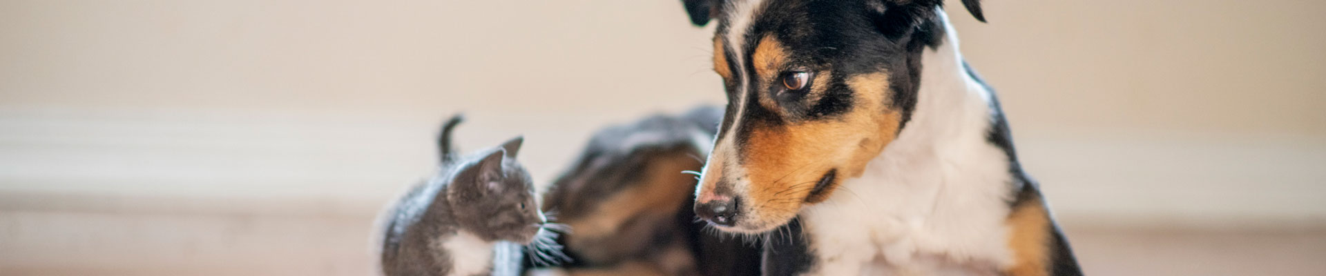 A large dog and small kitten sit together on the floor