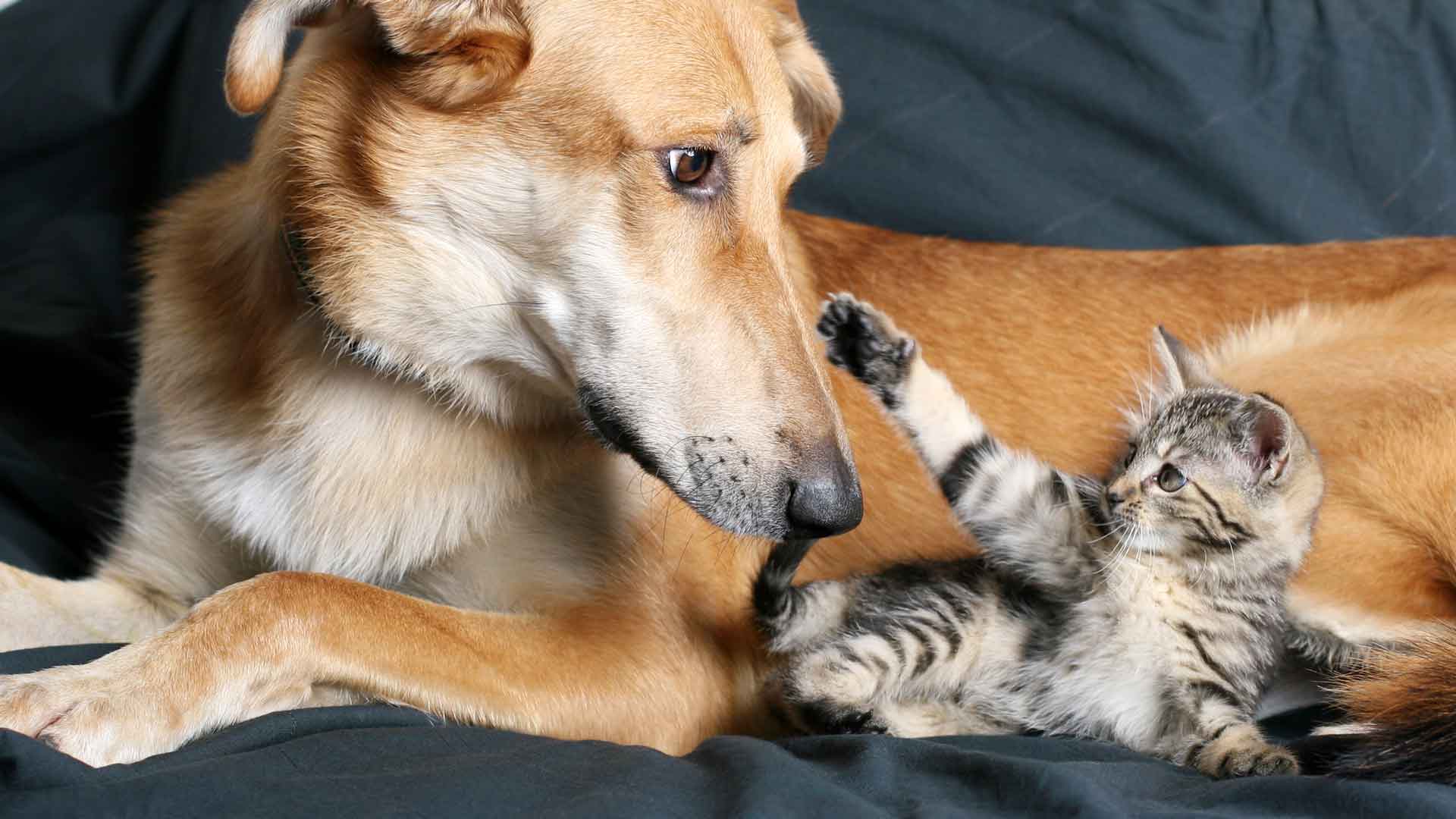 A large dog and tiny kitten laying together on the sofa