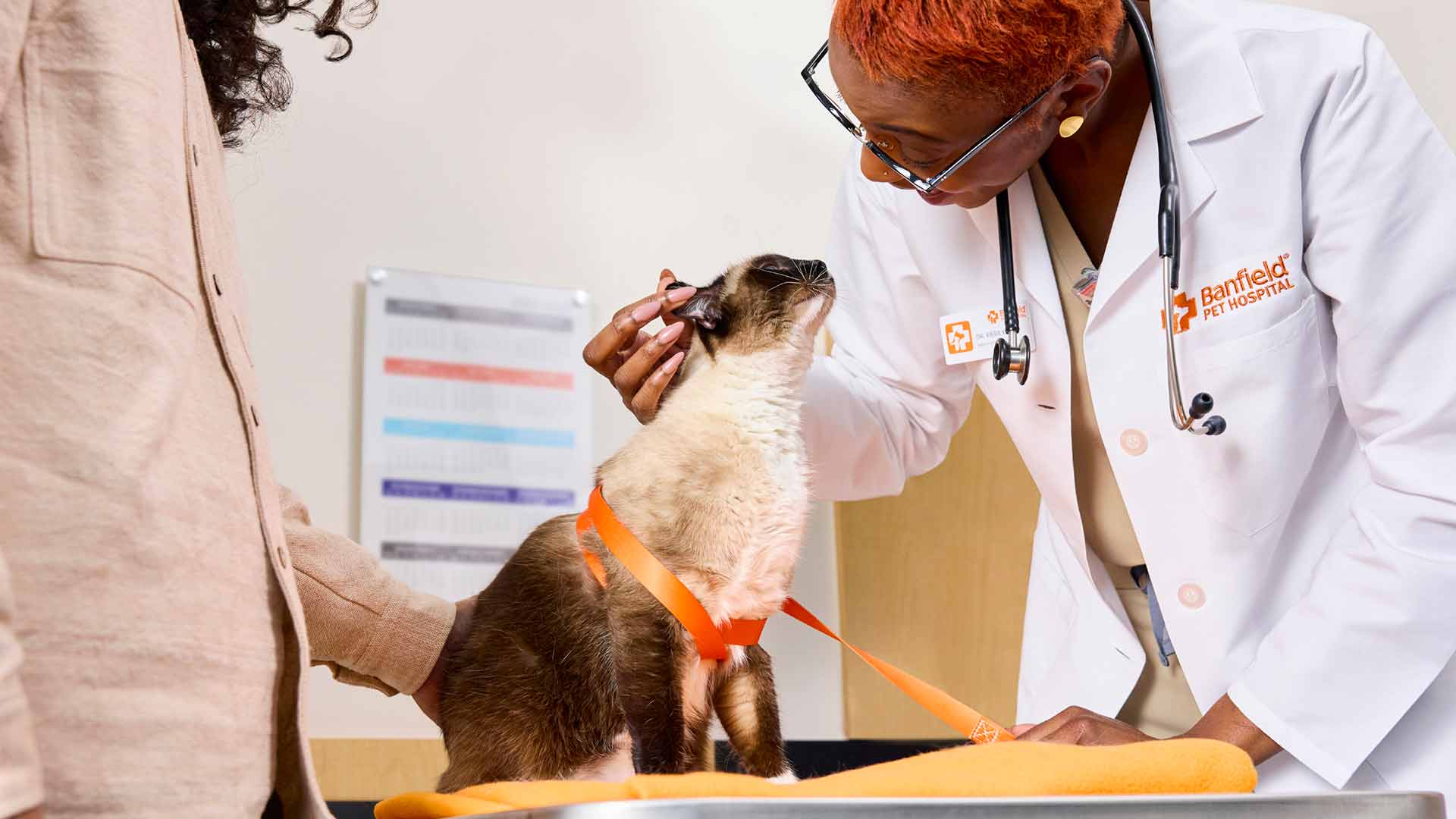 Kiera Kienle, DVM, petting a Siamese cat during an exam