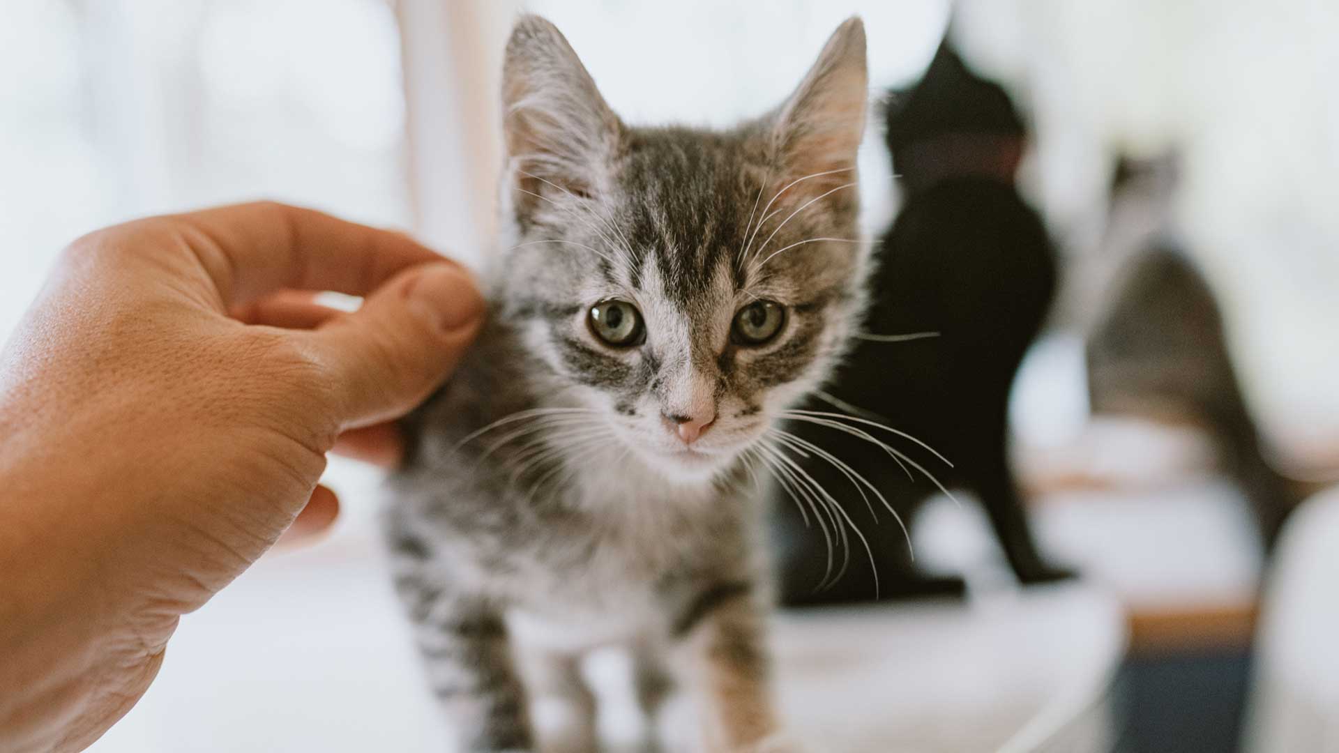 A hand reaching out to pet a gray Tabby kitten