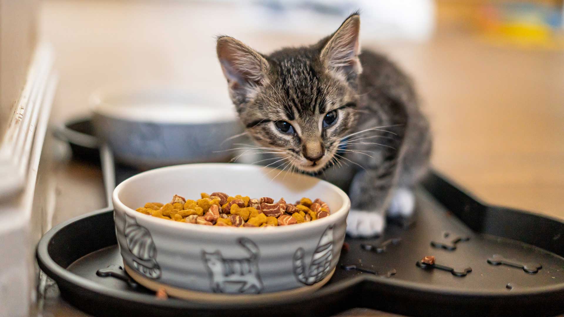A tiny gray Tabby kitten eating from a bowl of food