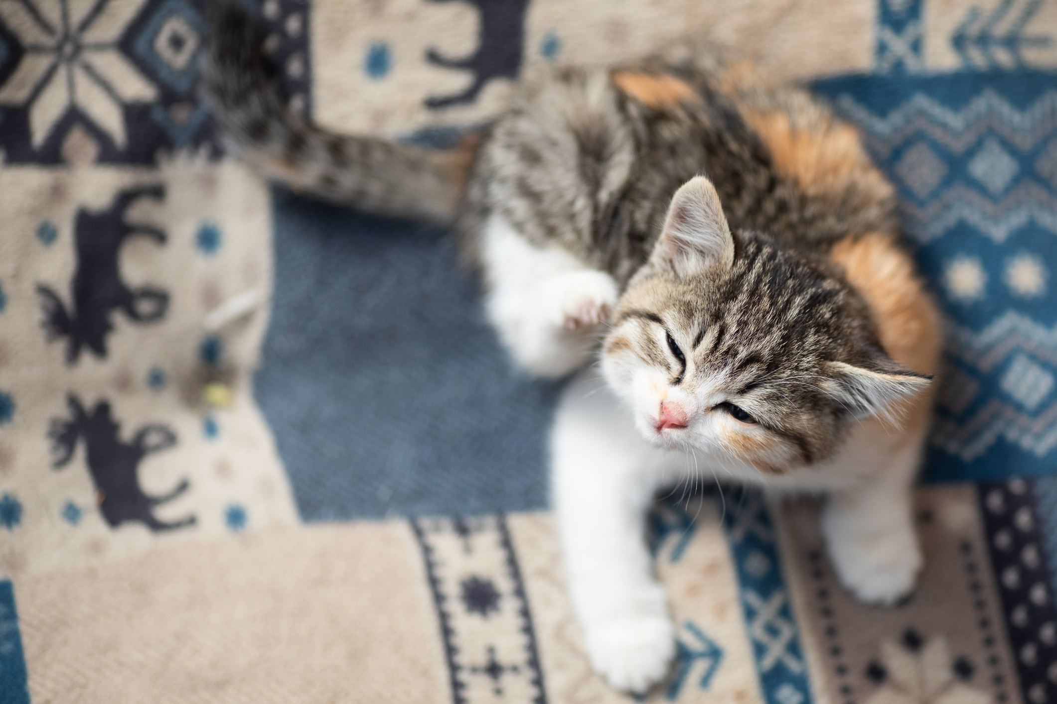 A white and brown Tabby kitten scratches itself while lying on a blanket