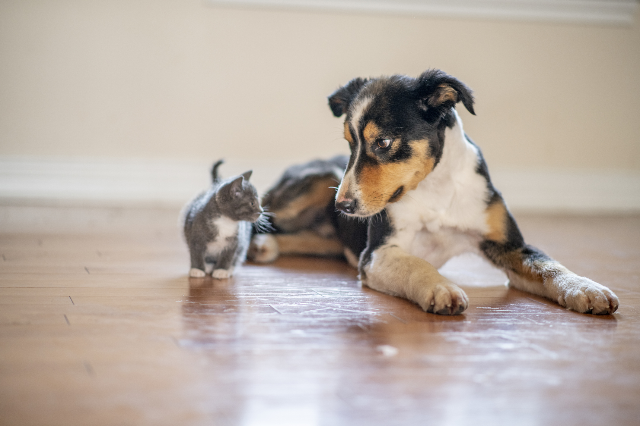 A large puppy and tiny kitten lay on the floor next to each other