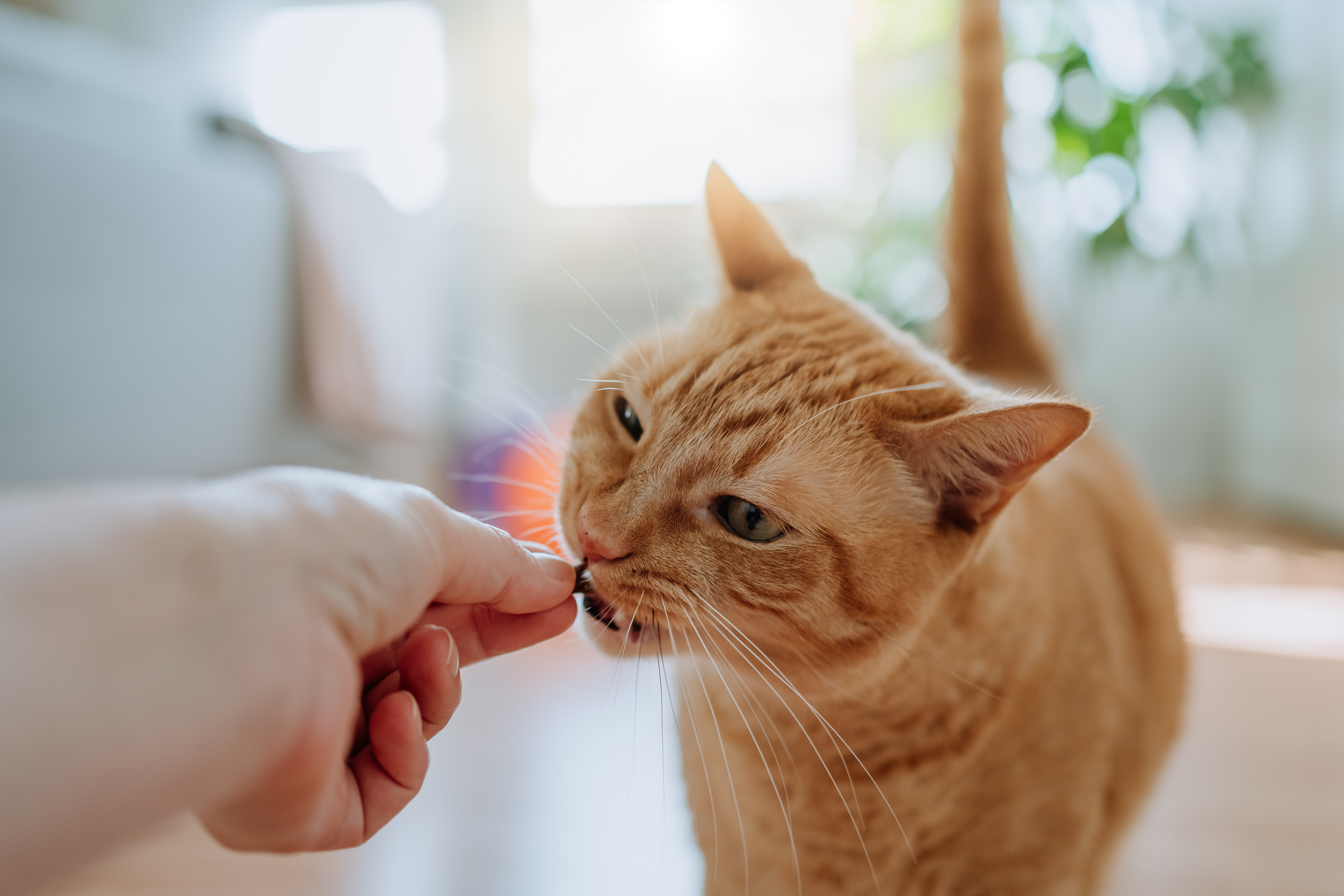 An orange Tabby kitten getting treats from their owner