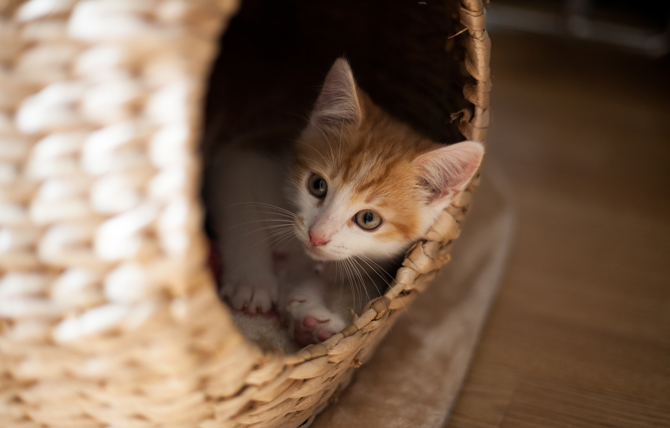 A small red kitten sits in a wicker basket