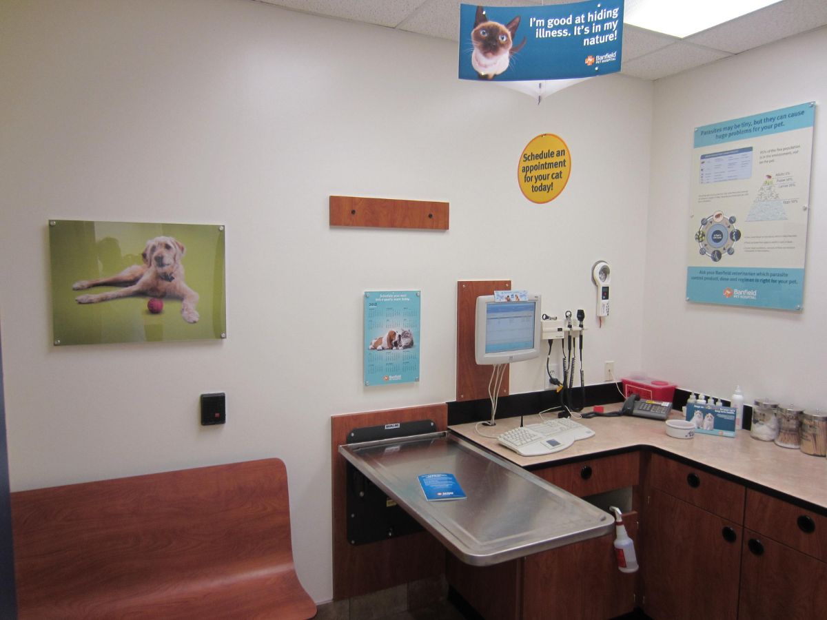 The East Plano Banfield exam room and folding table