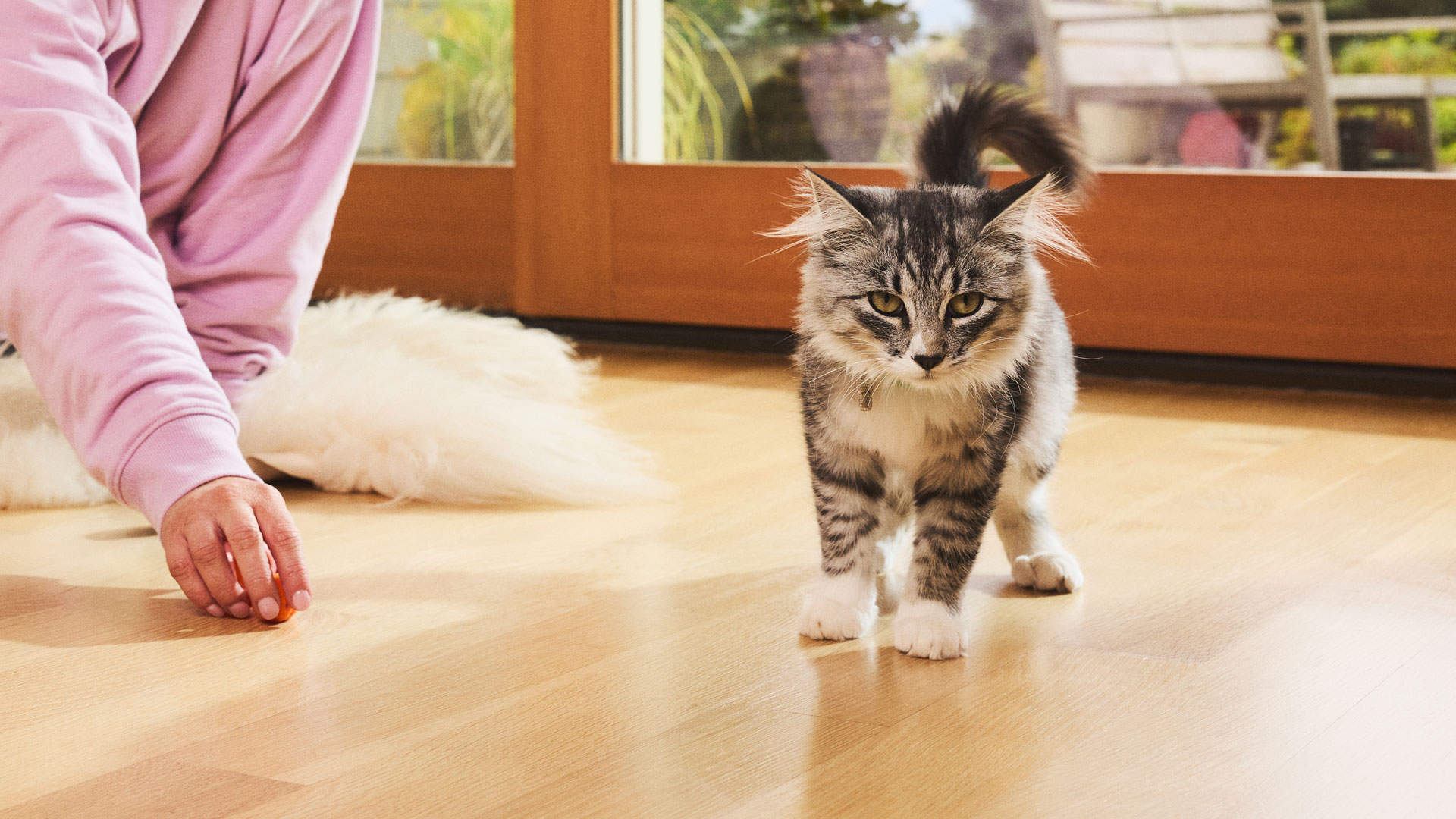 A woman sits on the floor and plays with a brown Tabby kitten