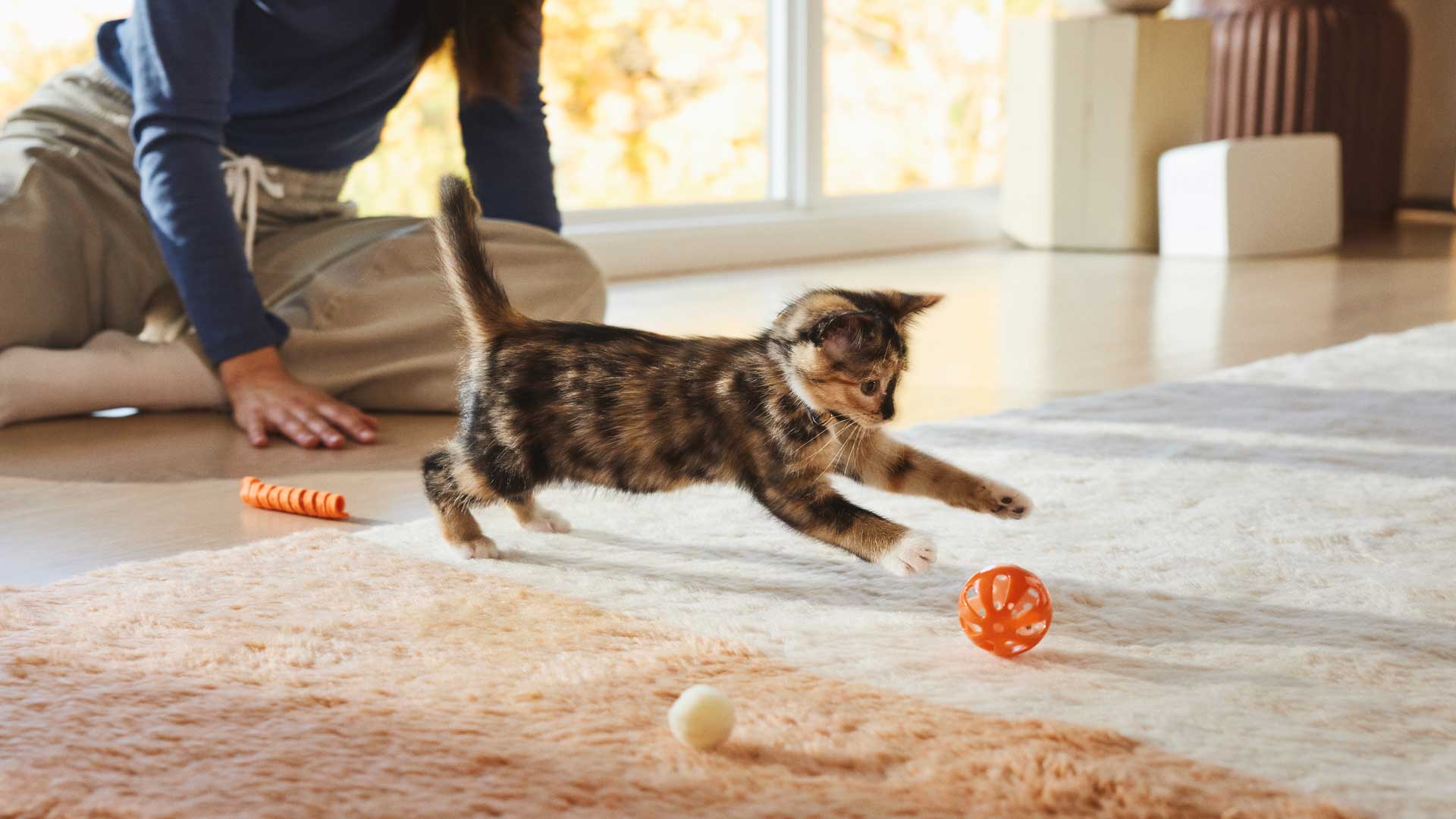 A Tabby kitten plays catch with their owner on the floor