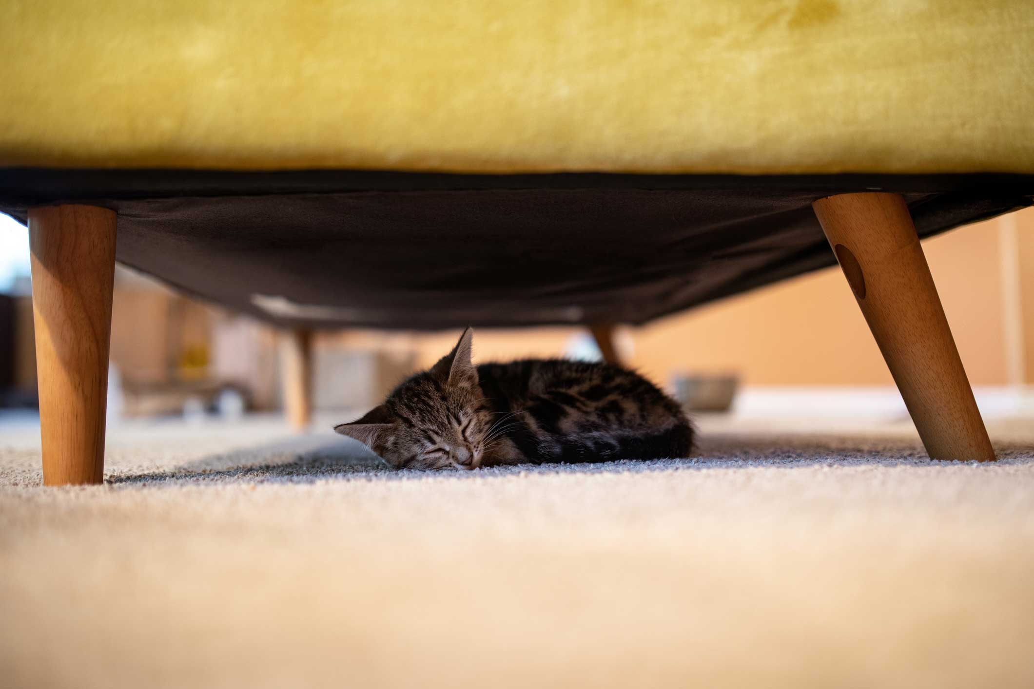 A tiny Tabby kitten sleeps under a green sofa