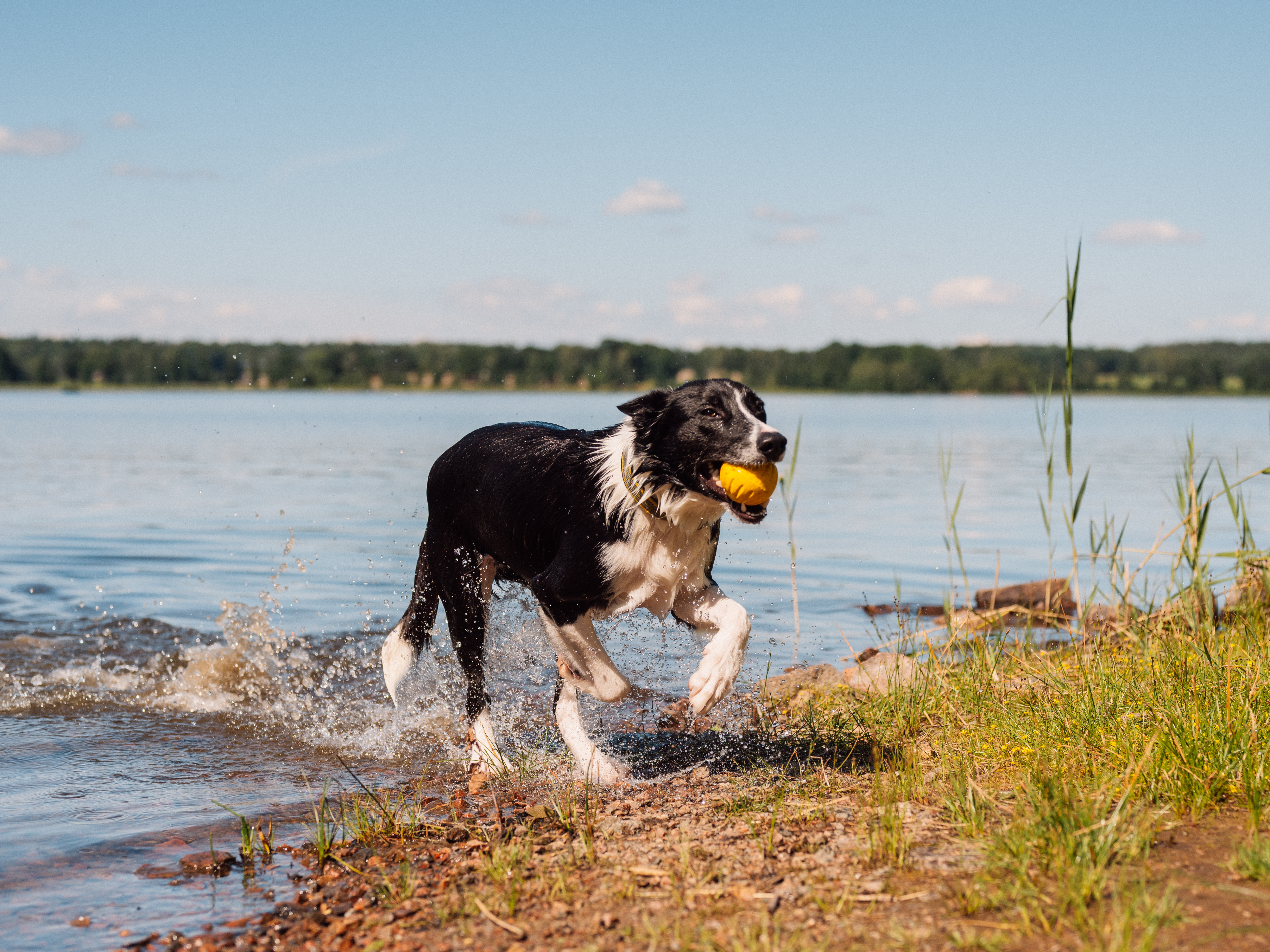 A Border Collie getting a yellow bowl from a river