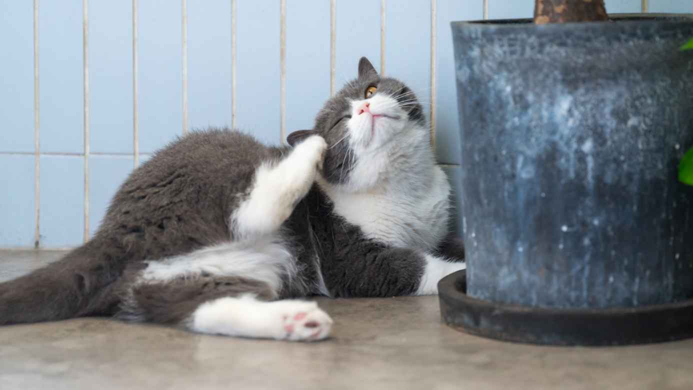 A white and gray cat scratching its ear to rid parasites