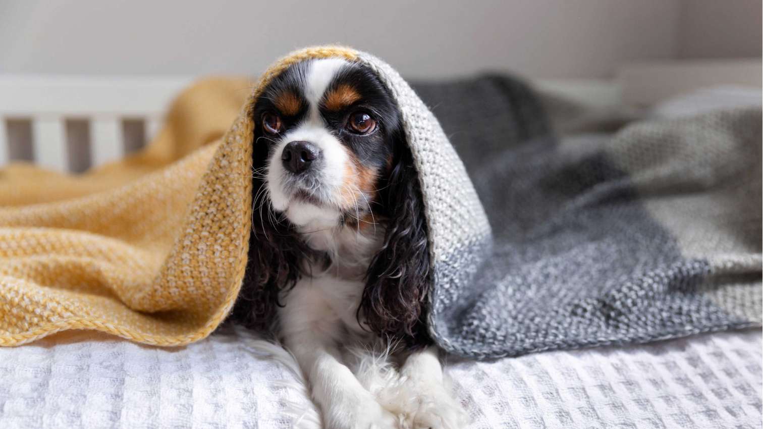 A cute black and white puppy playing hide-and-seek under a blanket