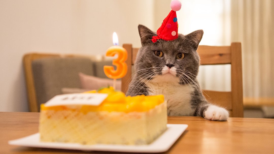 A Domestic Shorthair celebrating its birthday in front of a cake