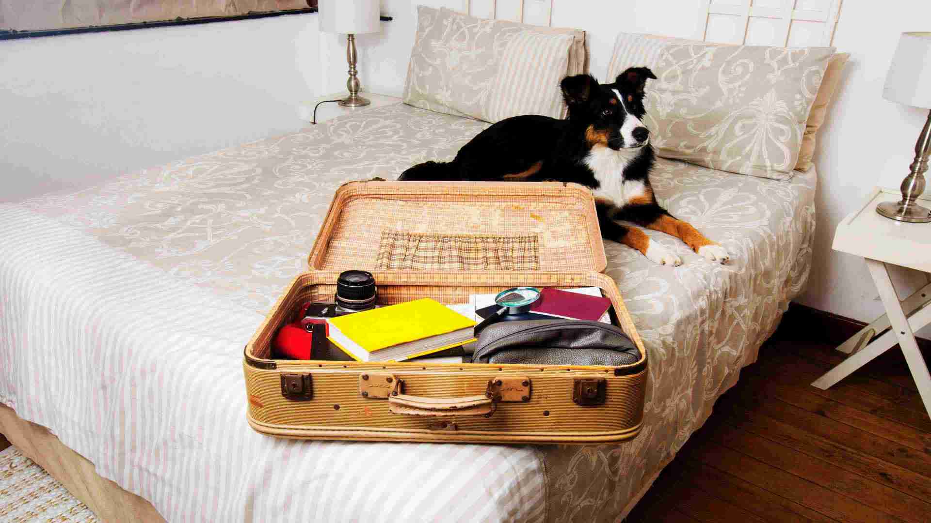 dog next to suitcase