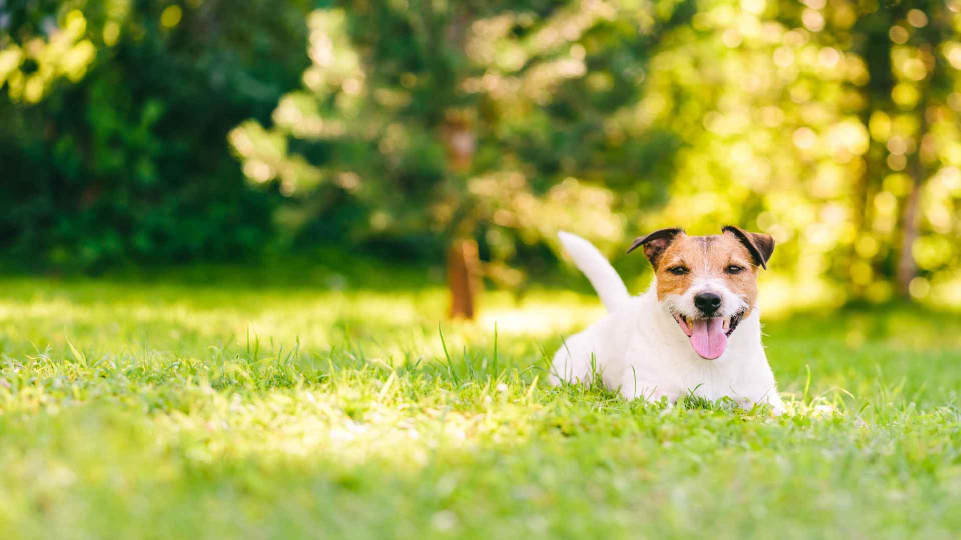 A brown and white dog laying in the grass