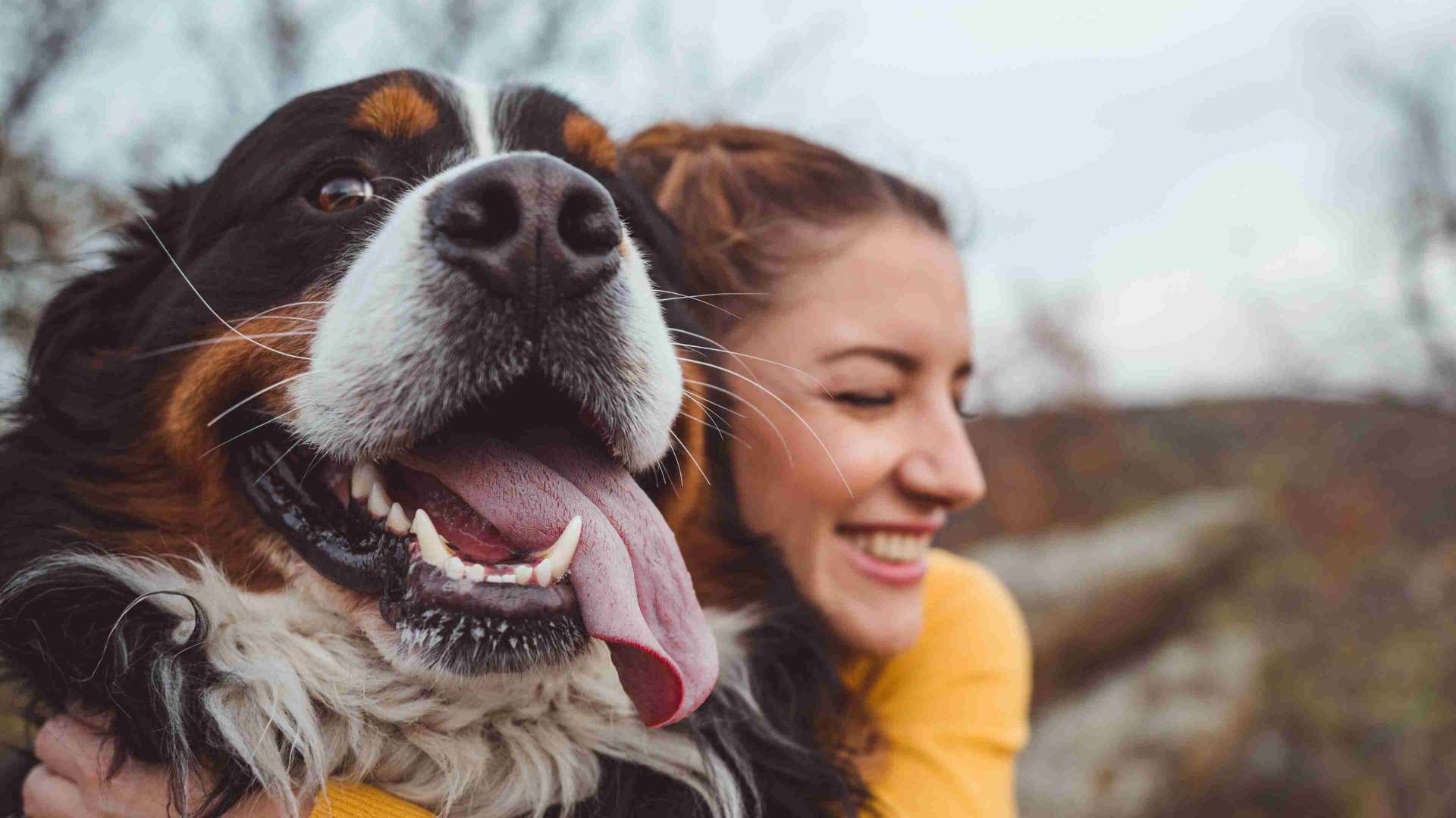 A Burmese Mountain Dog smiling next to their owner on a hike