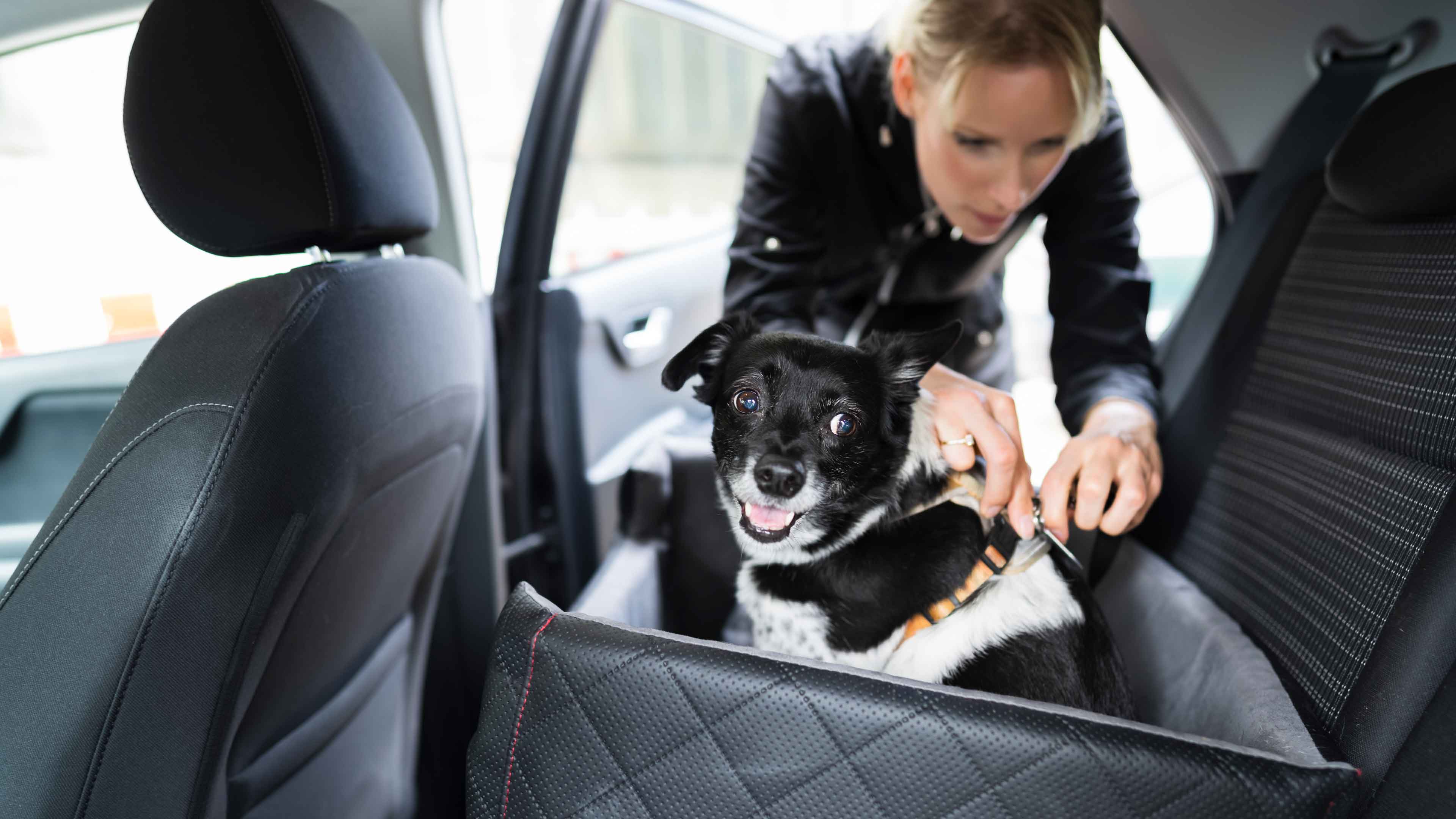 Banfield car sickness for dogs