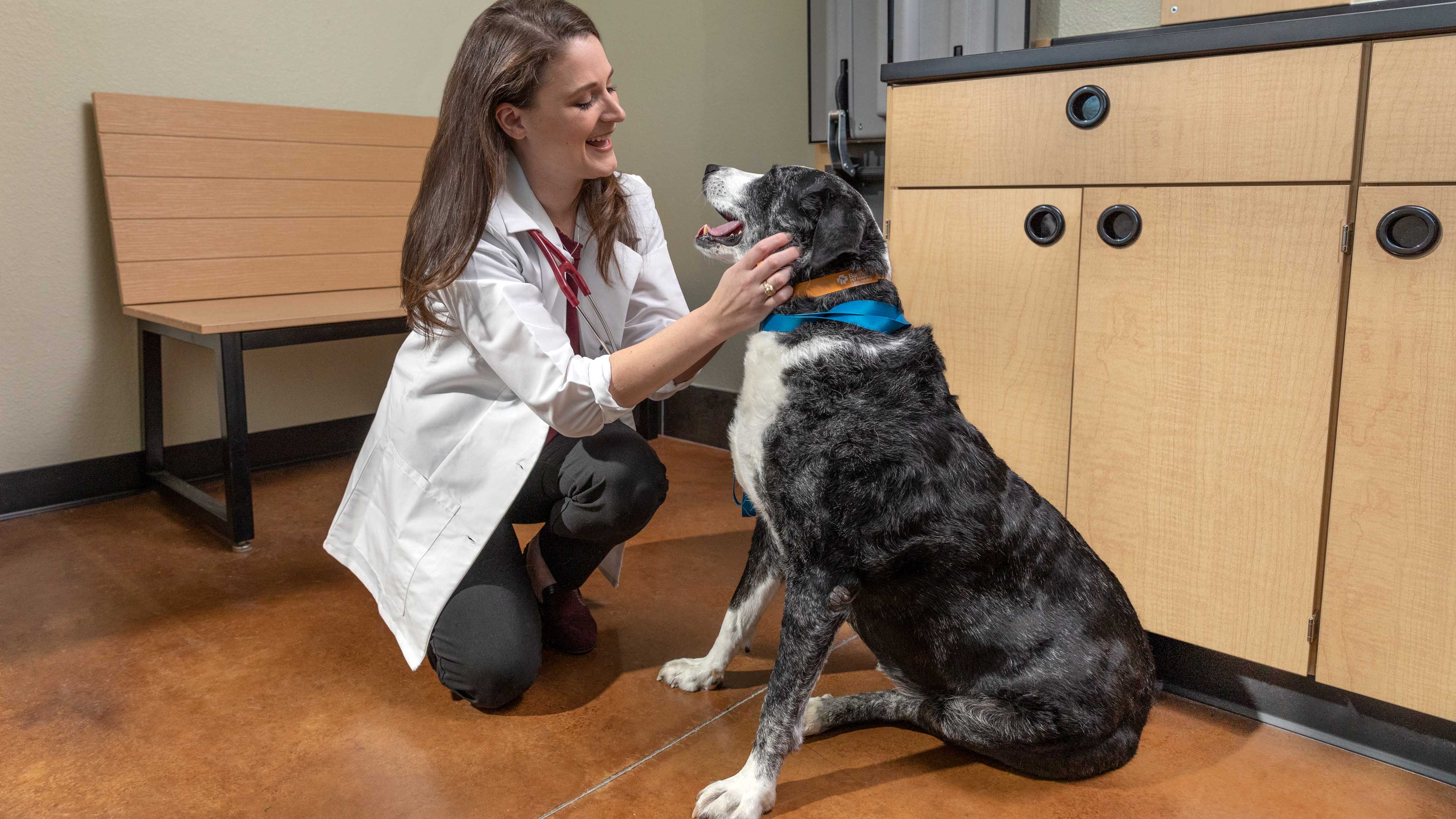 A Banfield veterinarian examining a large dog in an exam room