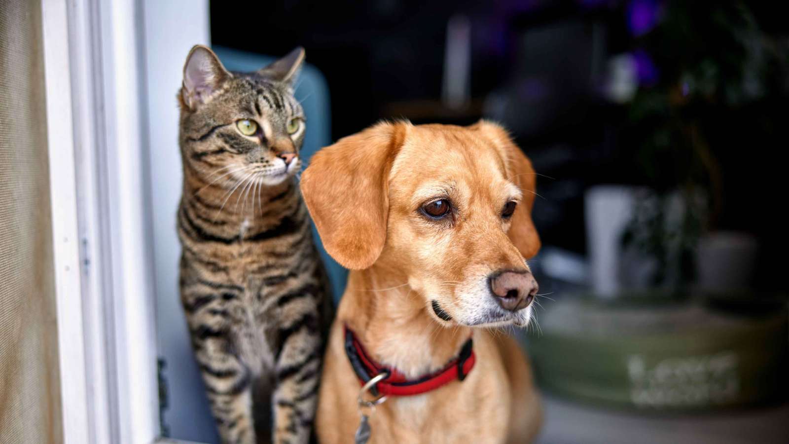 Banfield separation anxiety tips