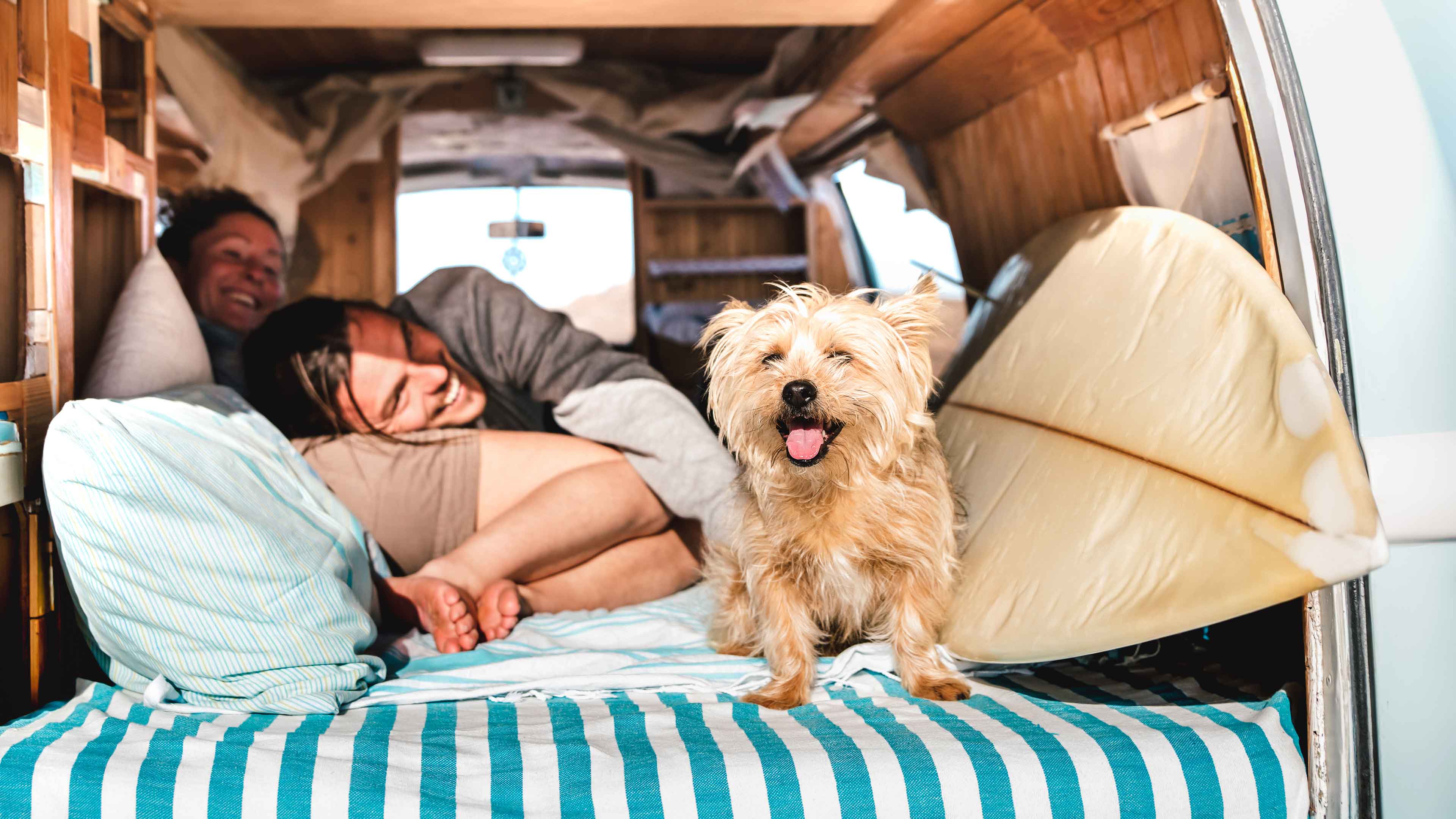 A woman and her dog in the back of a van on the beach