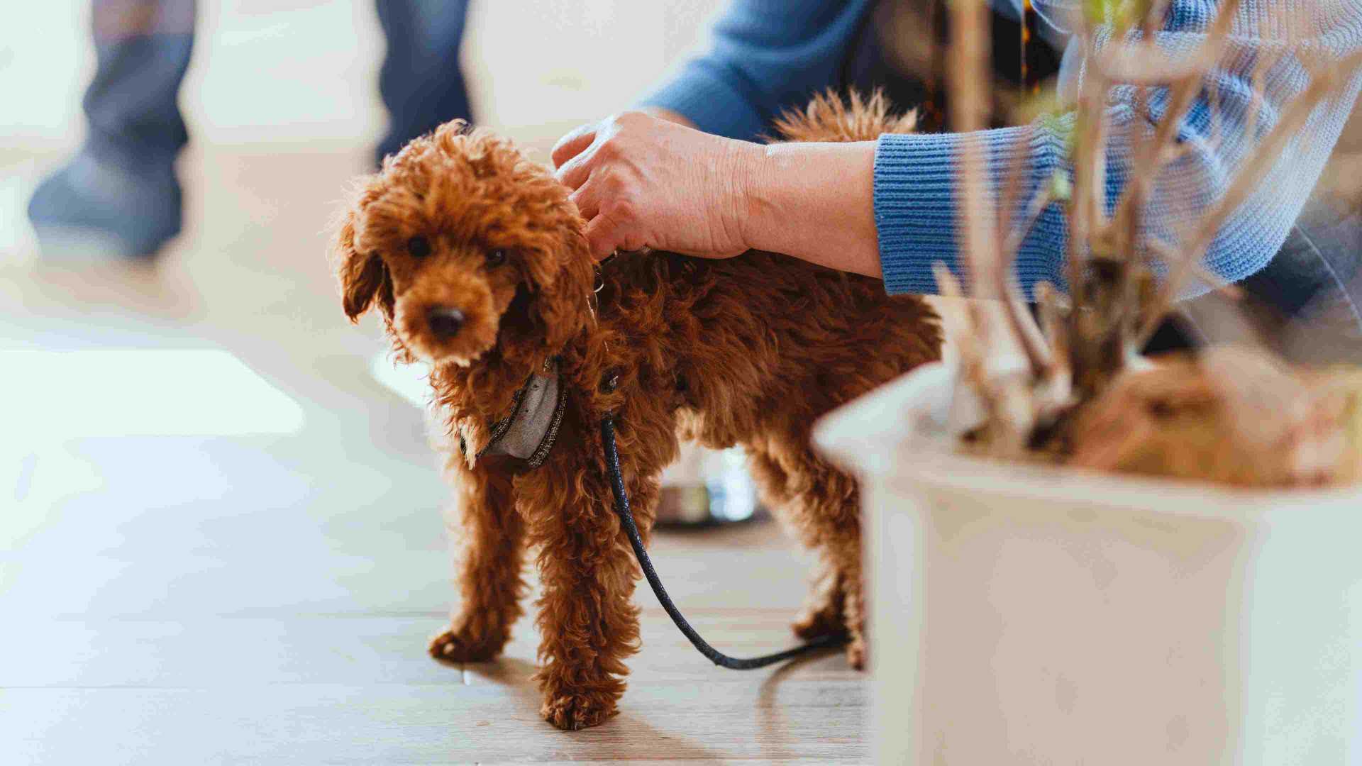 a dog being pet