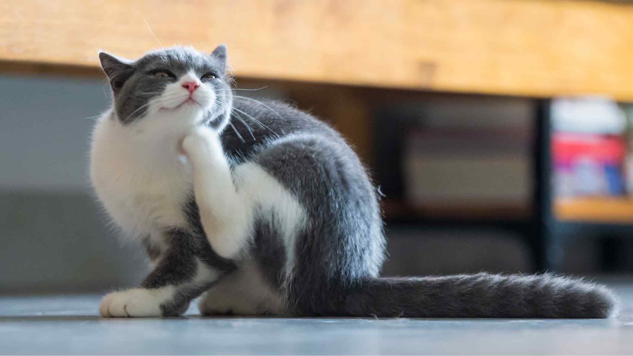 fleas are a winter thing too