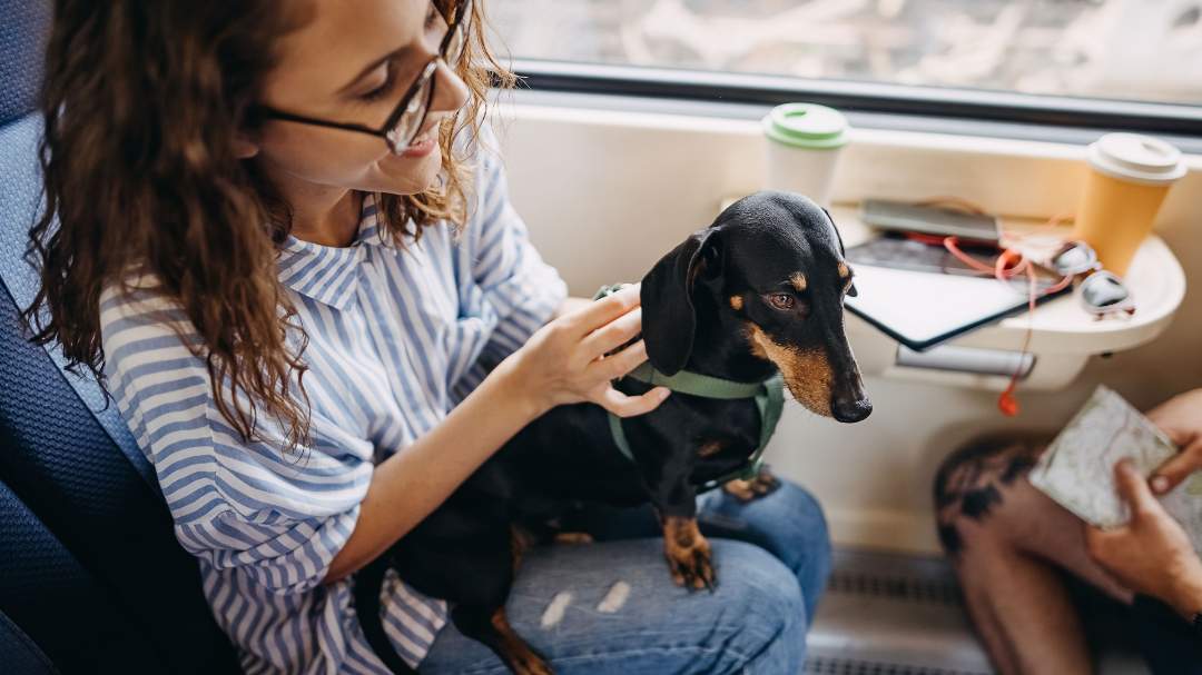A Dachshund sitting on their owner's lap