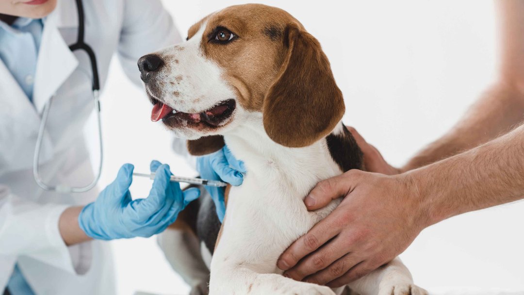 A Beagle getting vaccination shots