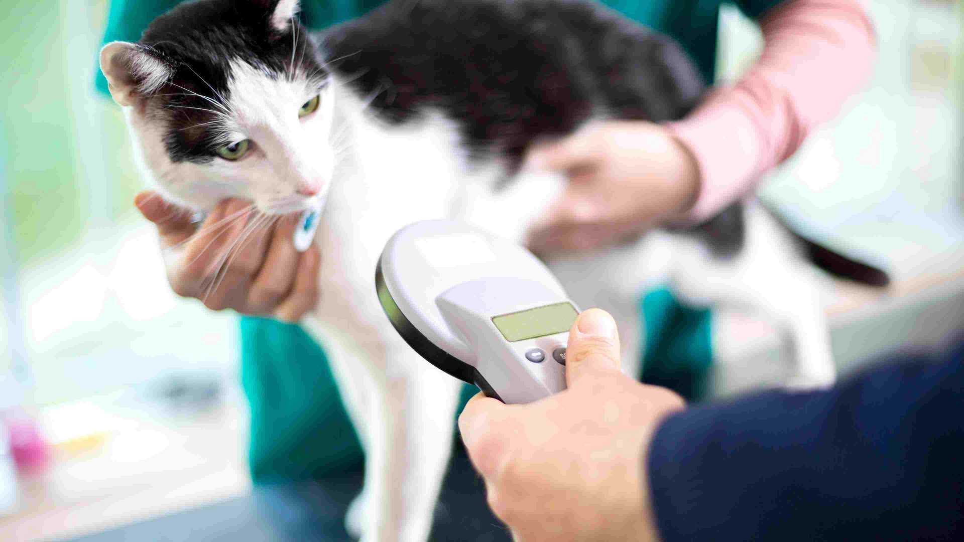 A cat being scanned for its temperature during an exam