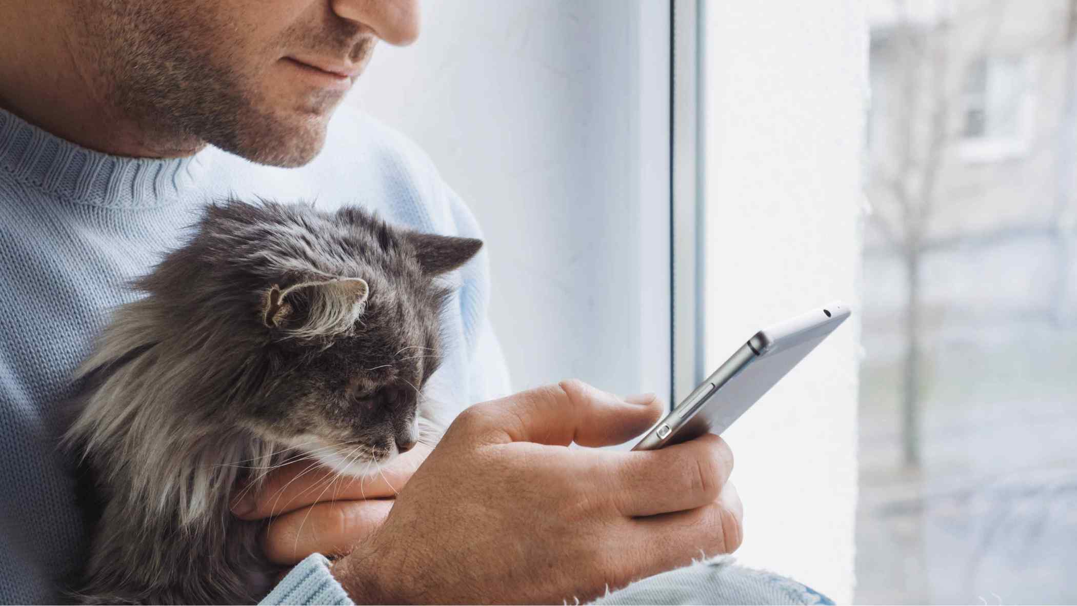 A cat on their owner's lap looking at a phone