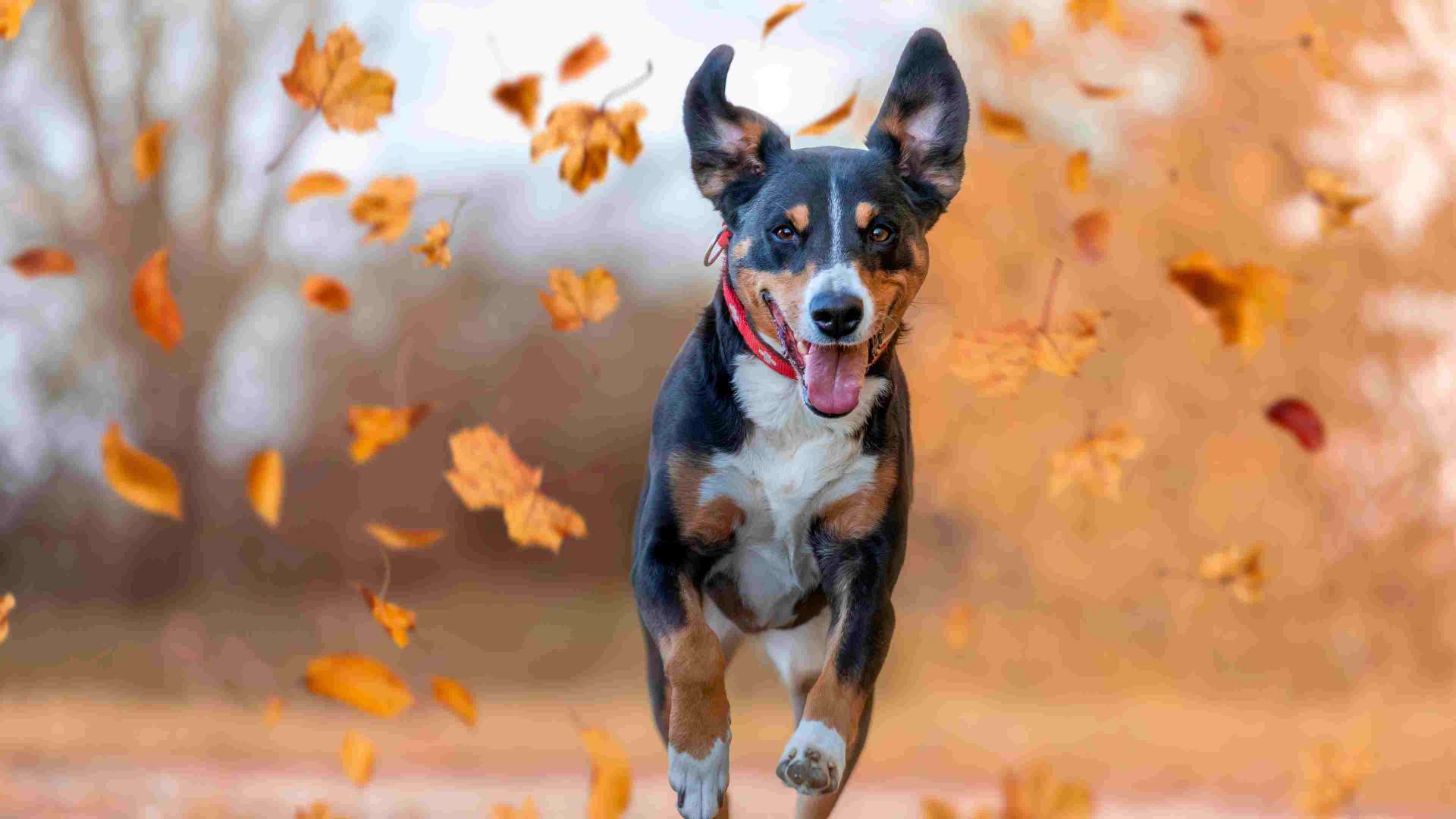 ways to help pets in 2022