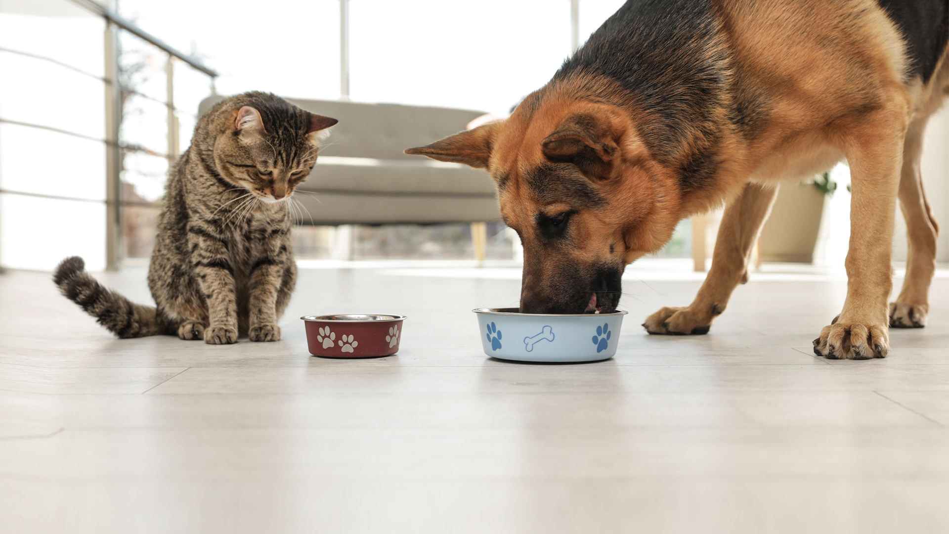 Dog and Cat eating