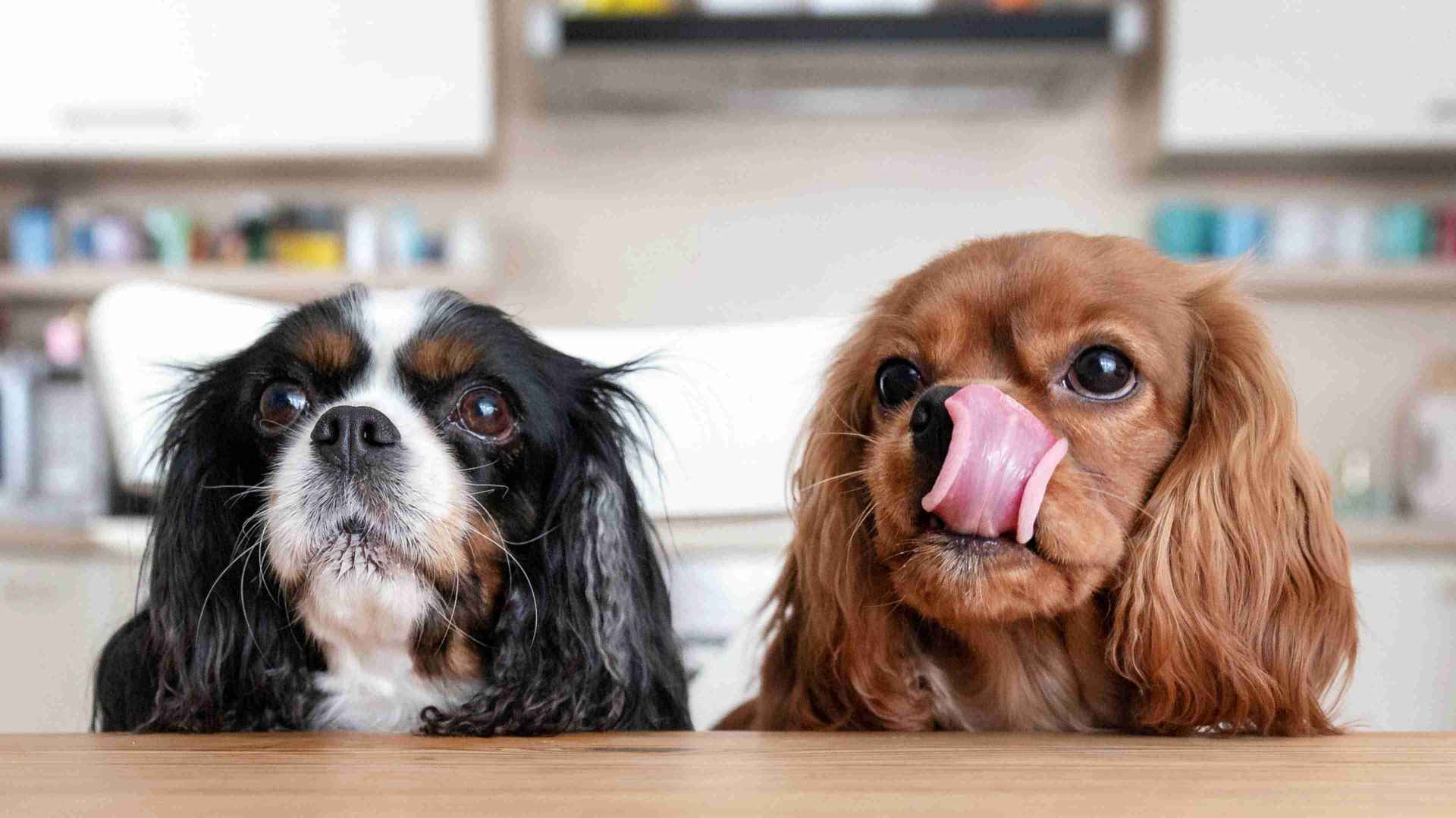 Black and Brown Dog