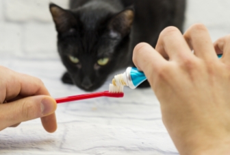 doctor checking dog teeth