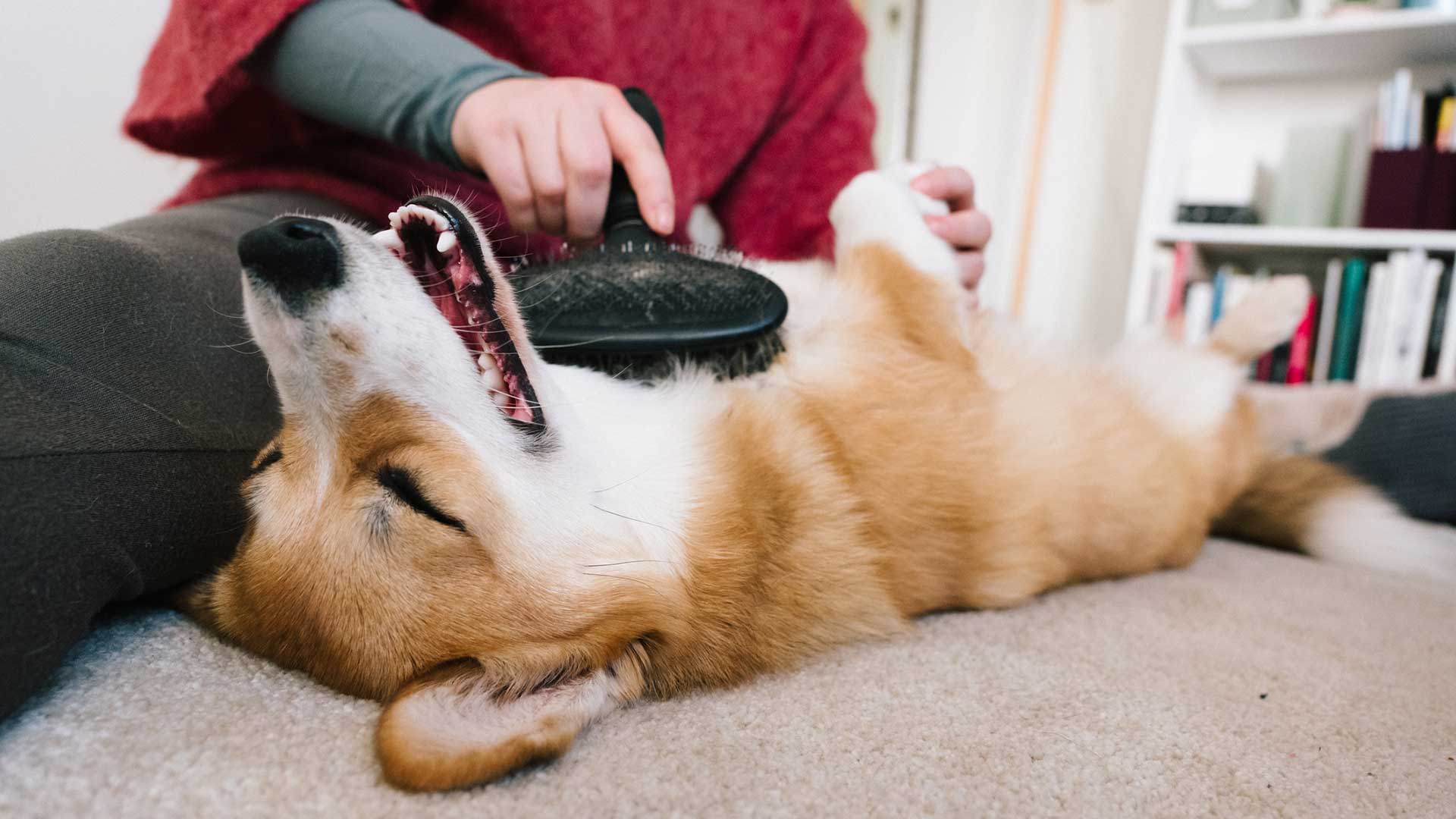 A happy Corgi on its back getting its belly fur brushed