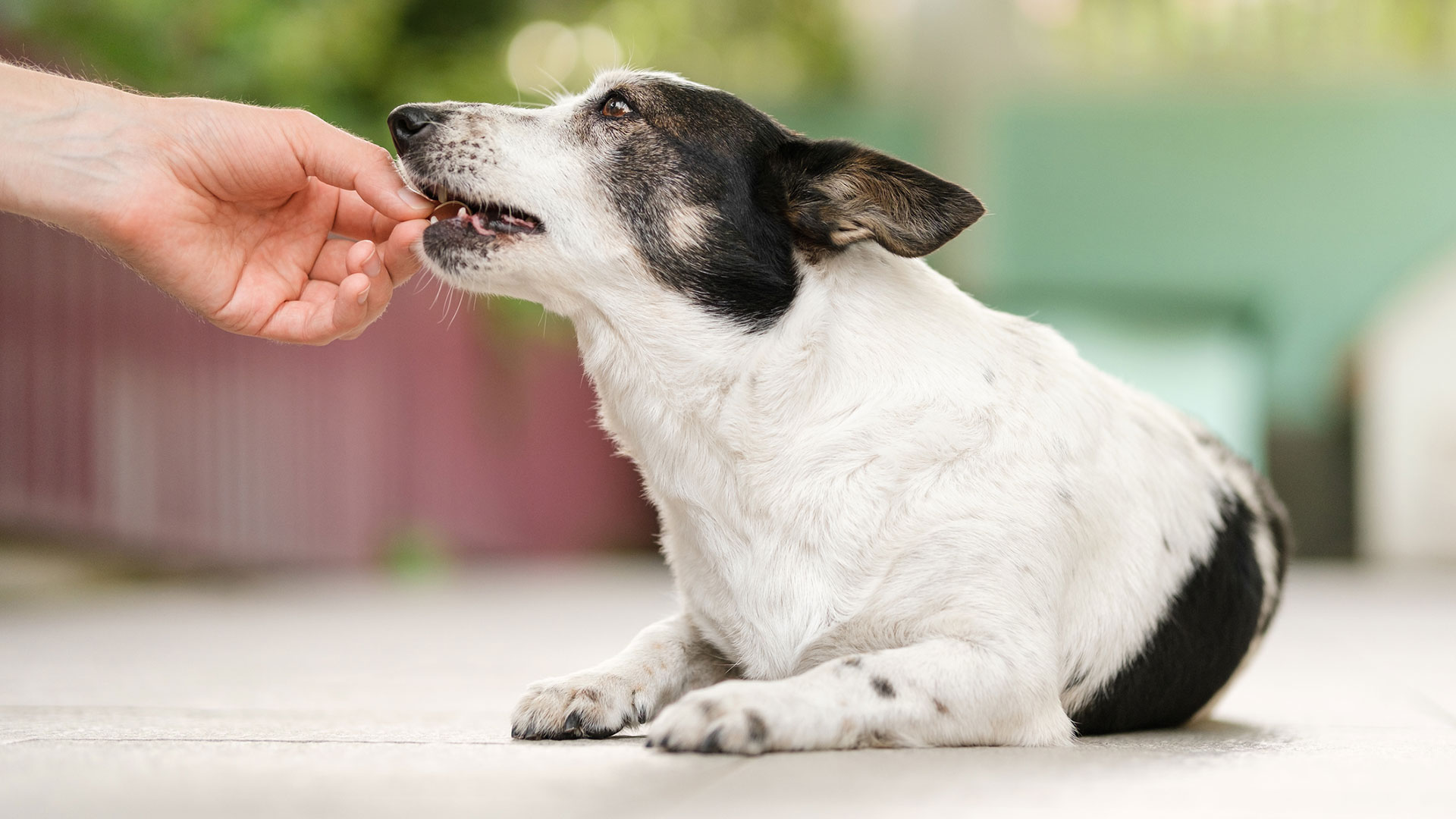 dog taking a medicine 
