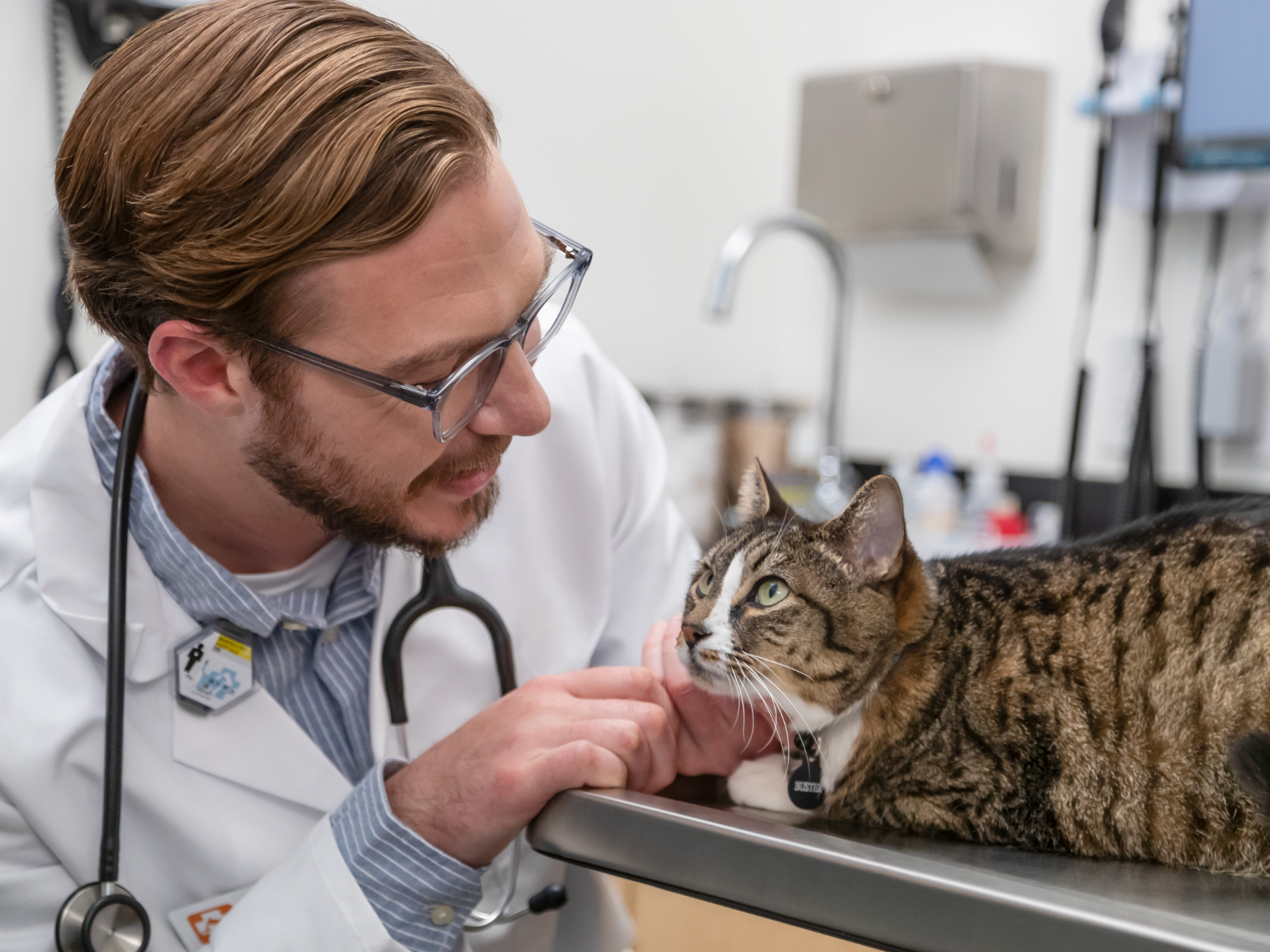 A Banfield veterinary professional examining a cat