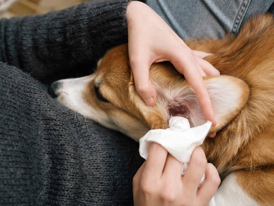 A dog owner cleaning the ear of their corgi