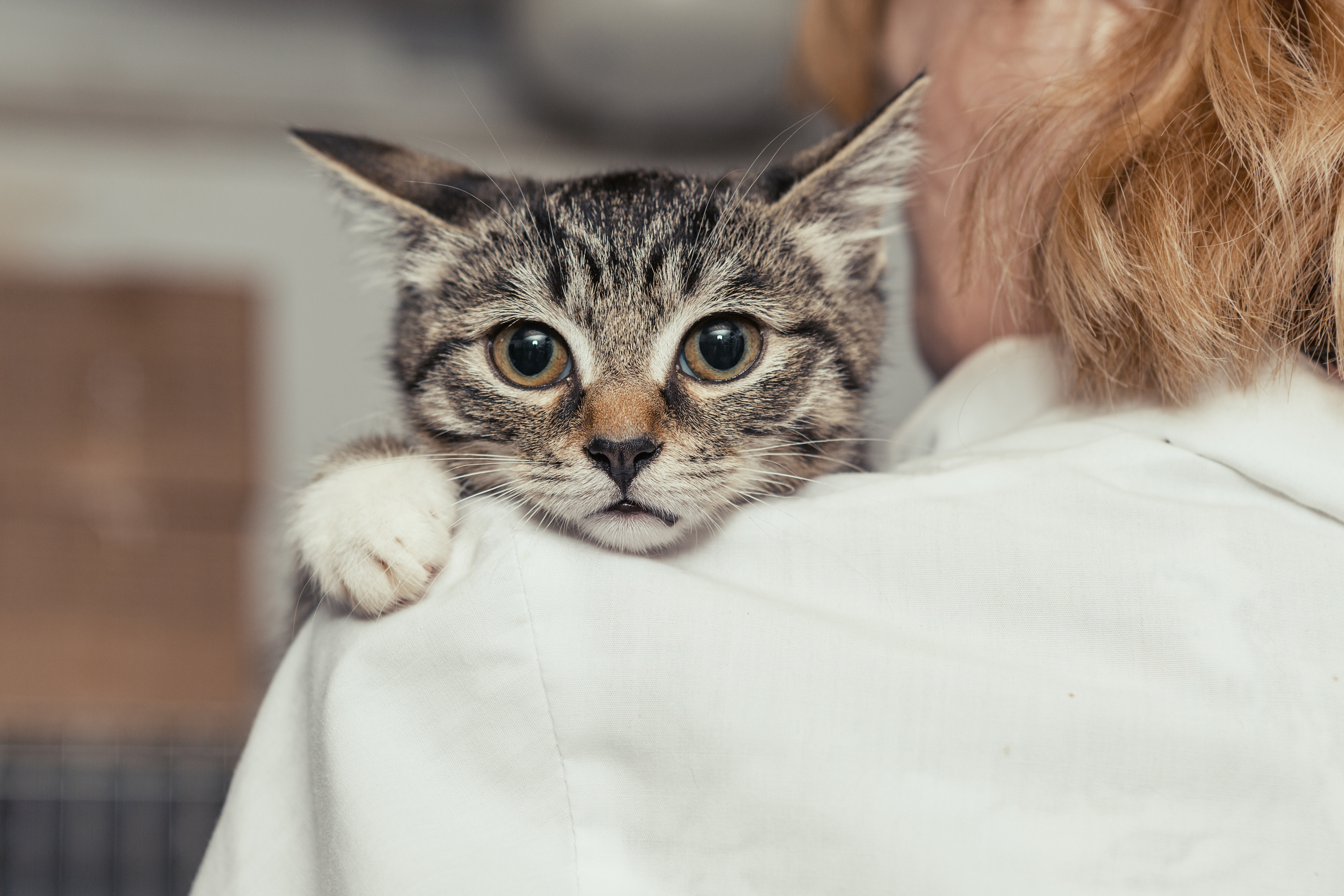 A kitten looking over a veterinary professional's shoulder