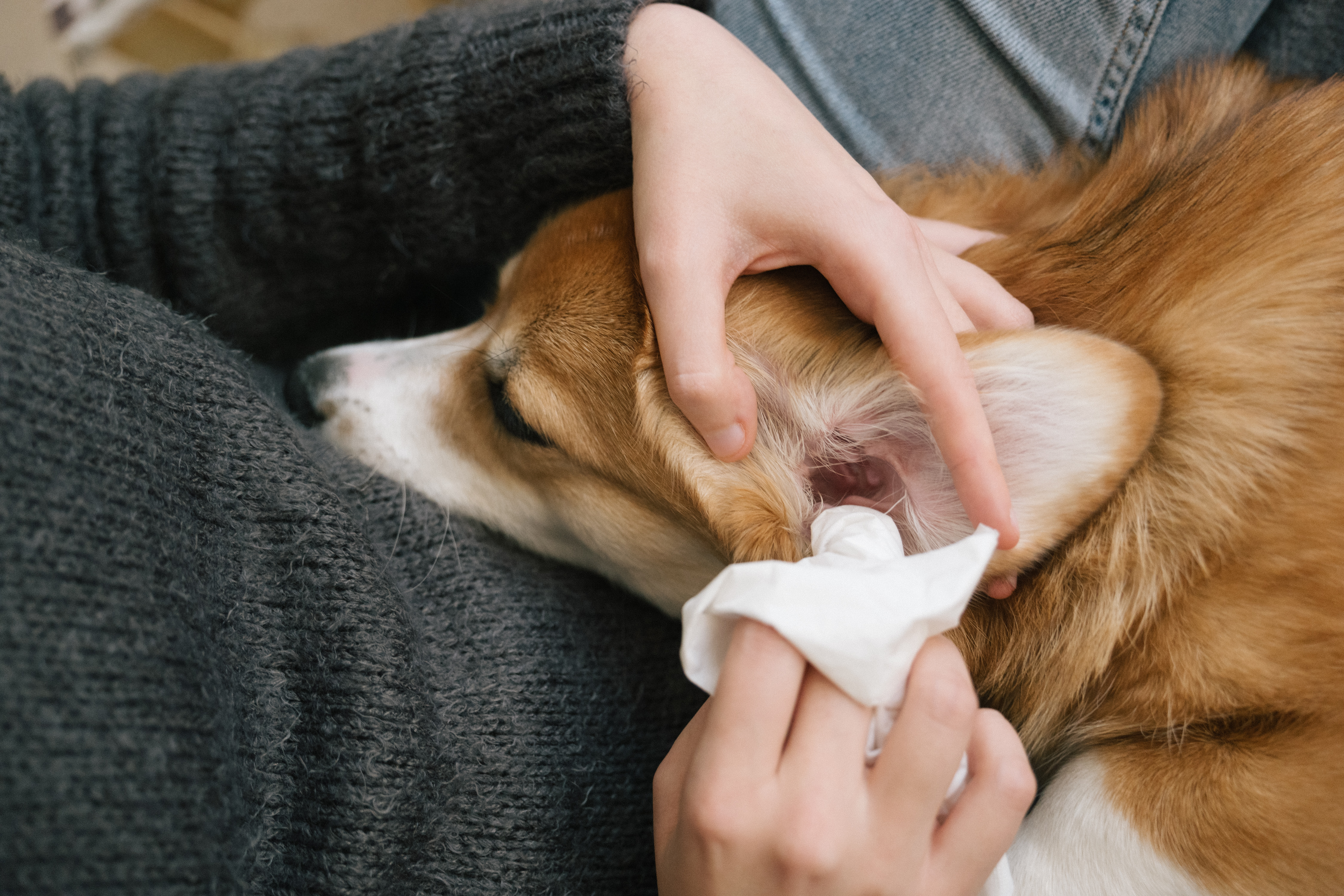 A woman gently cleaning her dog's ears at home